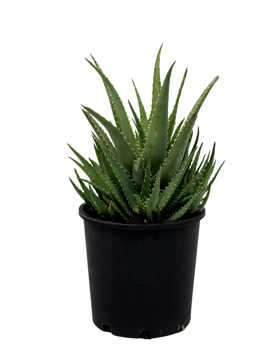 Aloe Supreme Orange