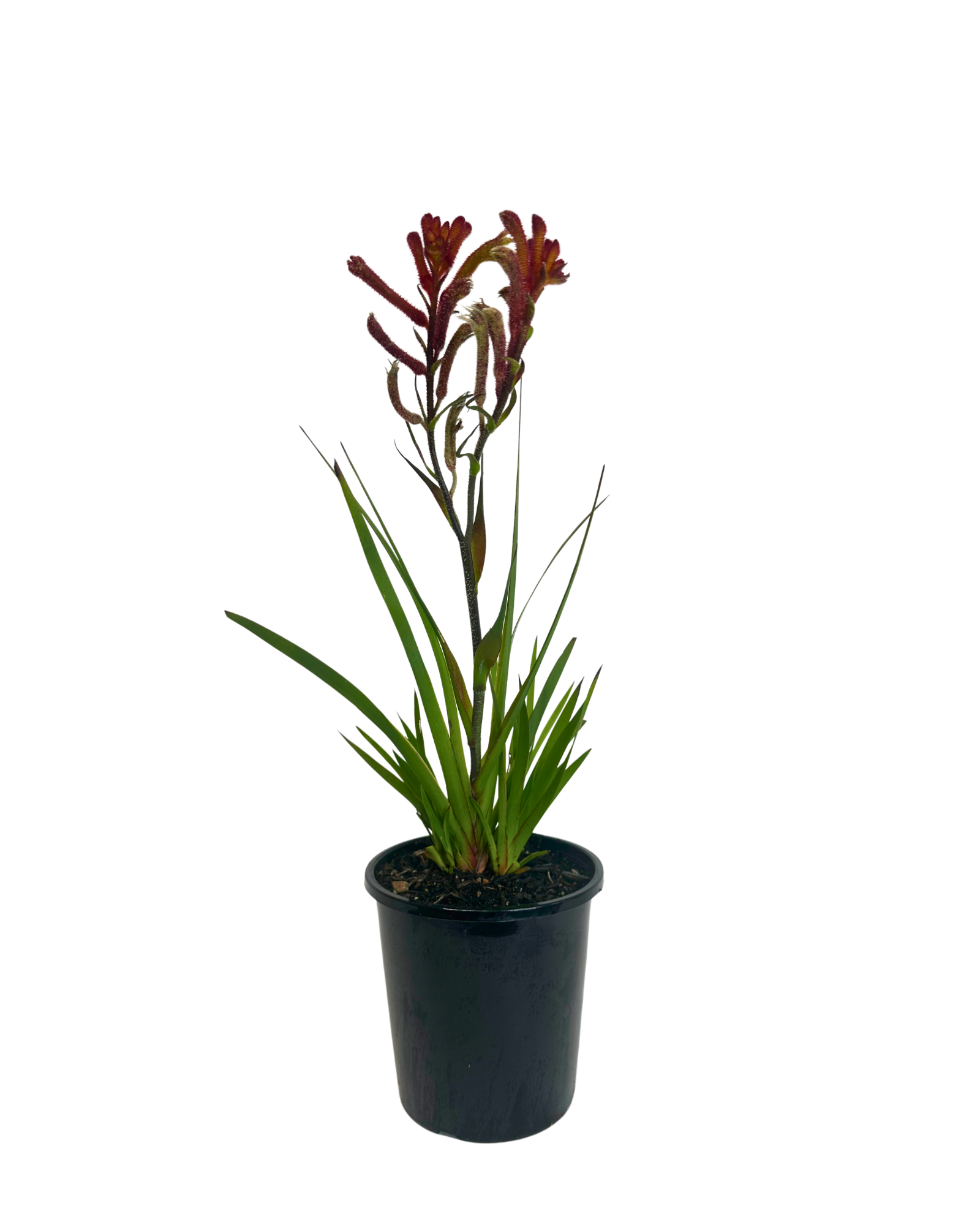 Kangaroo Paw - Anigozanthos Bush Blitz