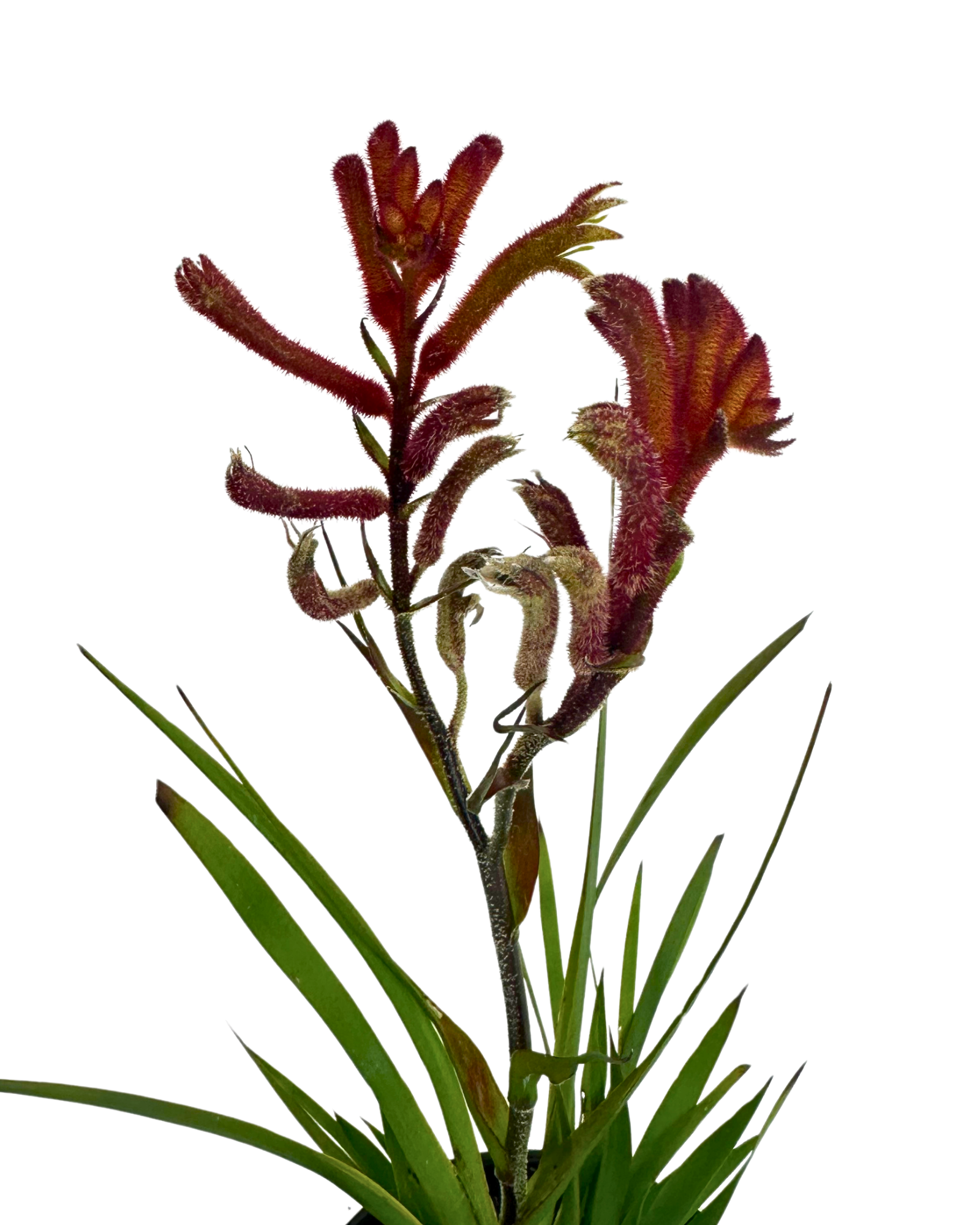 Kangaroo Paw - Anigozanthos Bush Blitz