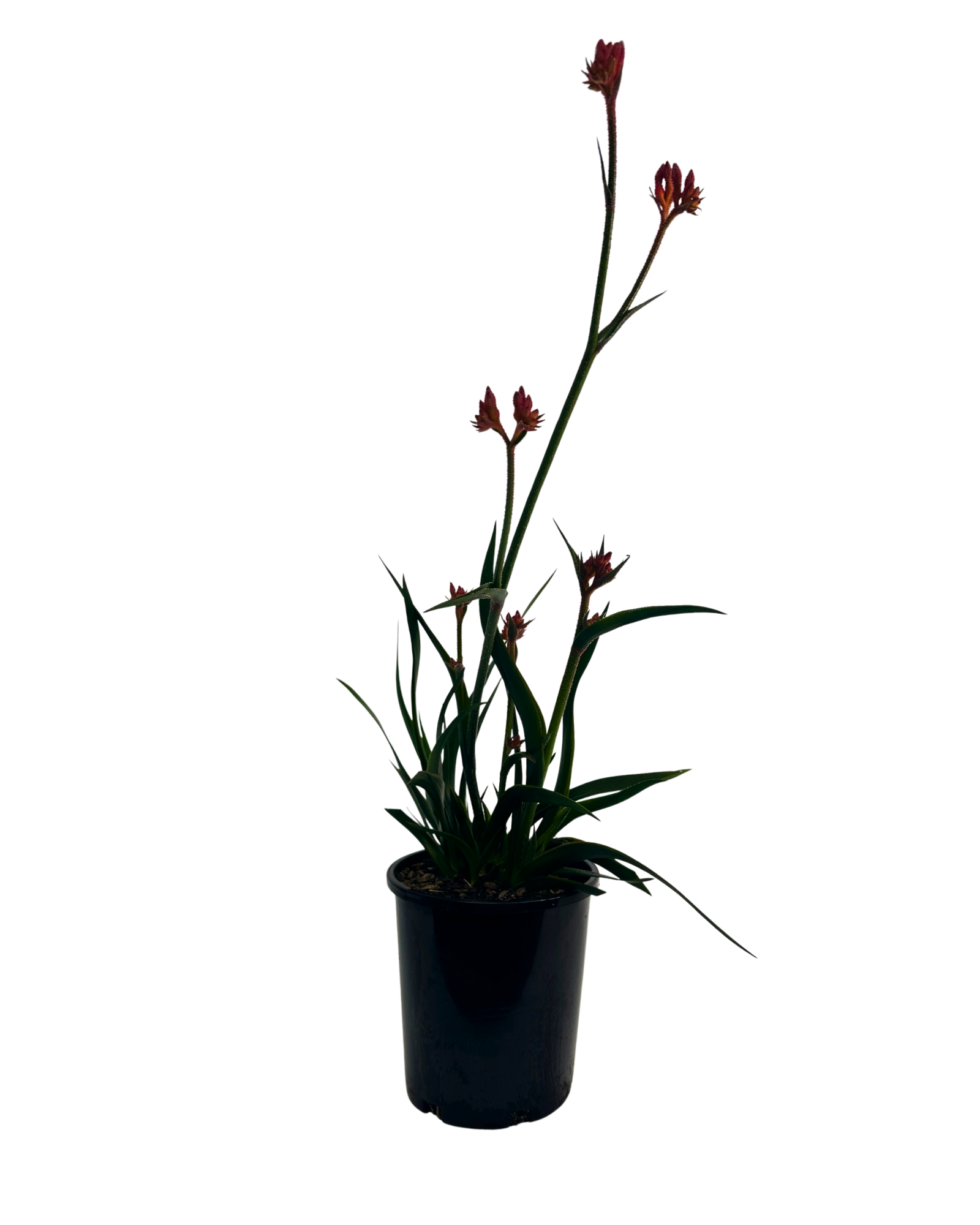 Kangaroo Paw - Anigozanthos Bush Coral