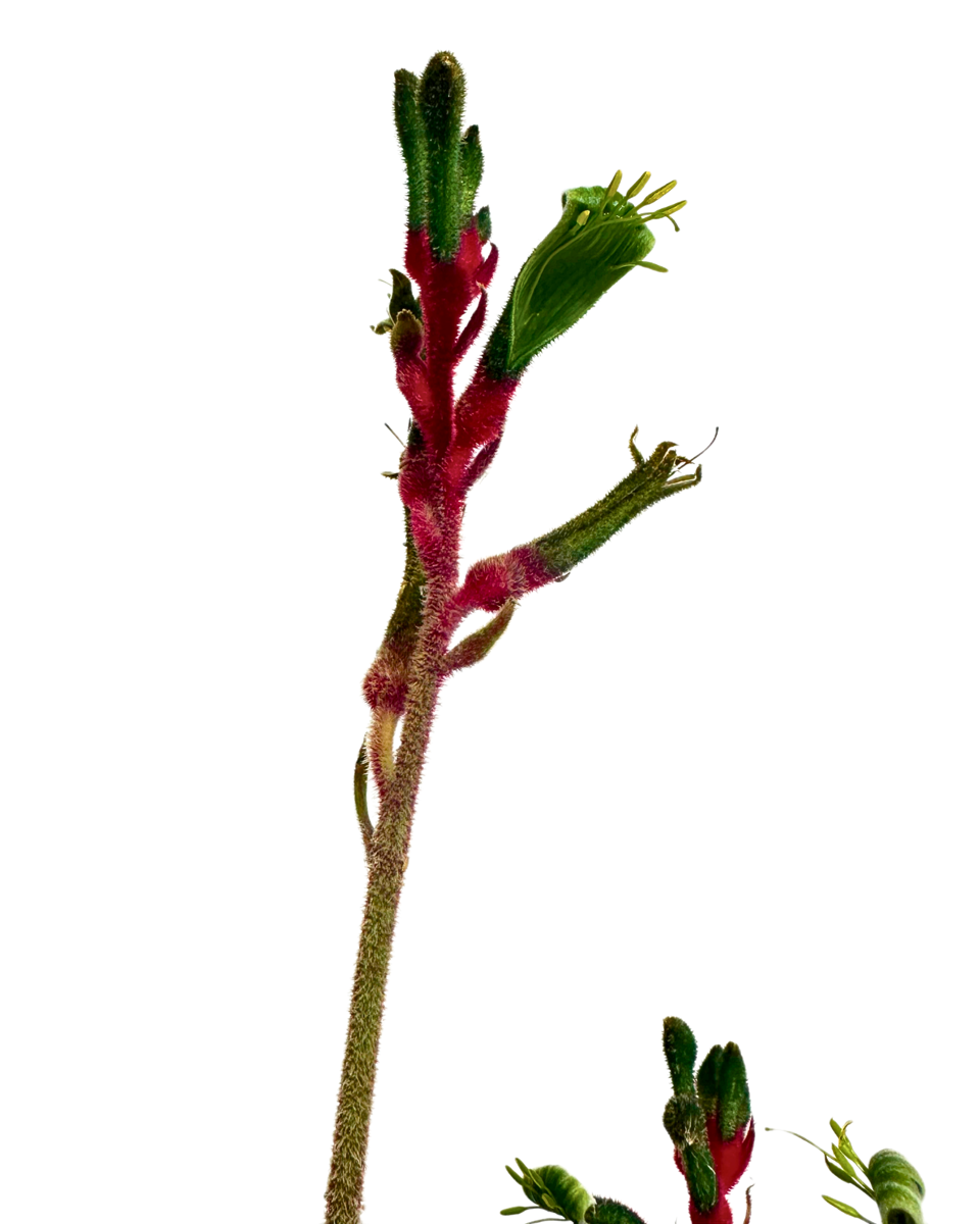 Kangaroo Paw - Anigozanthos Bush Dance