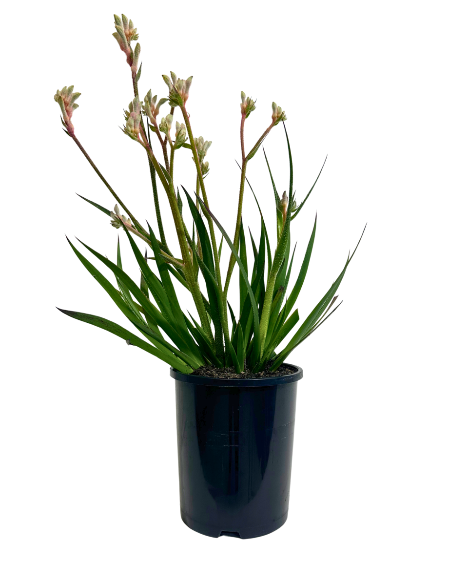 Kangaroo Paw - Anigozanthos Bush Diamond