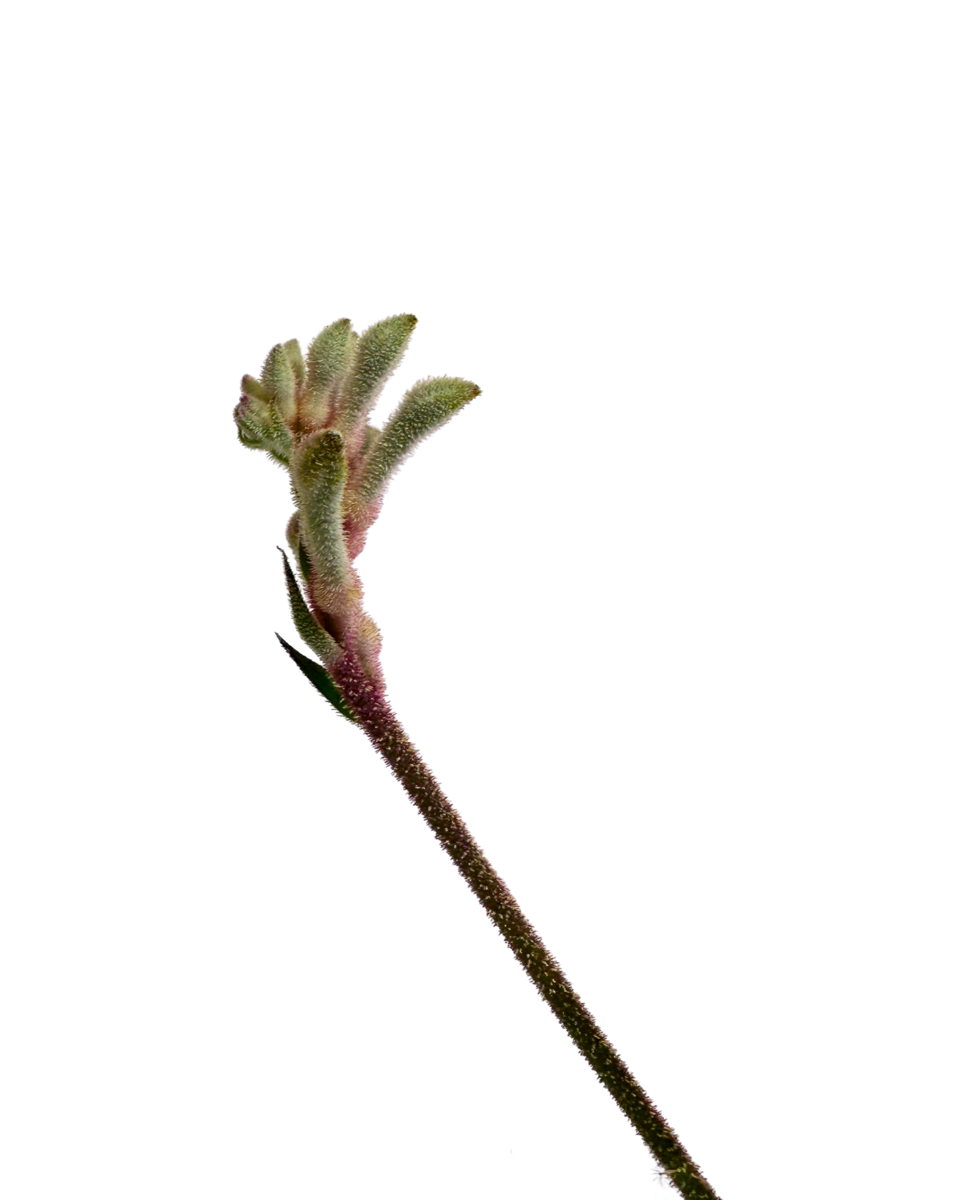 Kangaroo Paw - Anigozanthos Bush Diamond