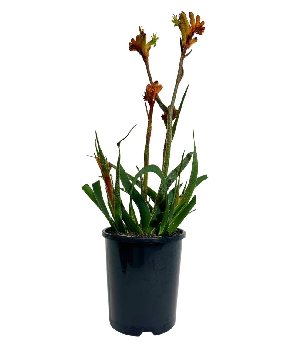 Kangaroo Paw - Anigozanthos Bush Fire