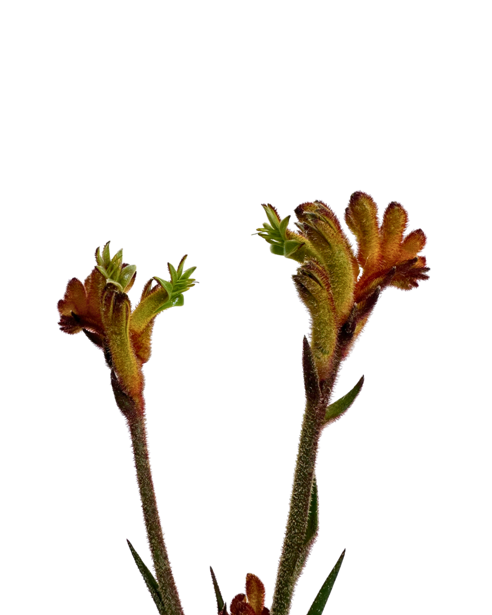 Kangaroo Paw - Anigozanthos Bush Fire