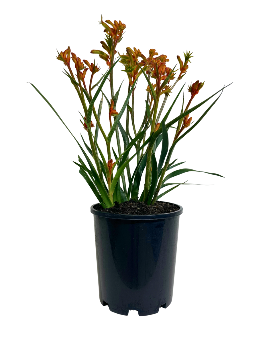 Kangaroo Paw - Anigozanthos Bush Glow