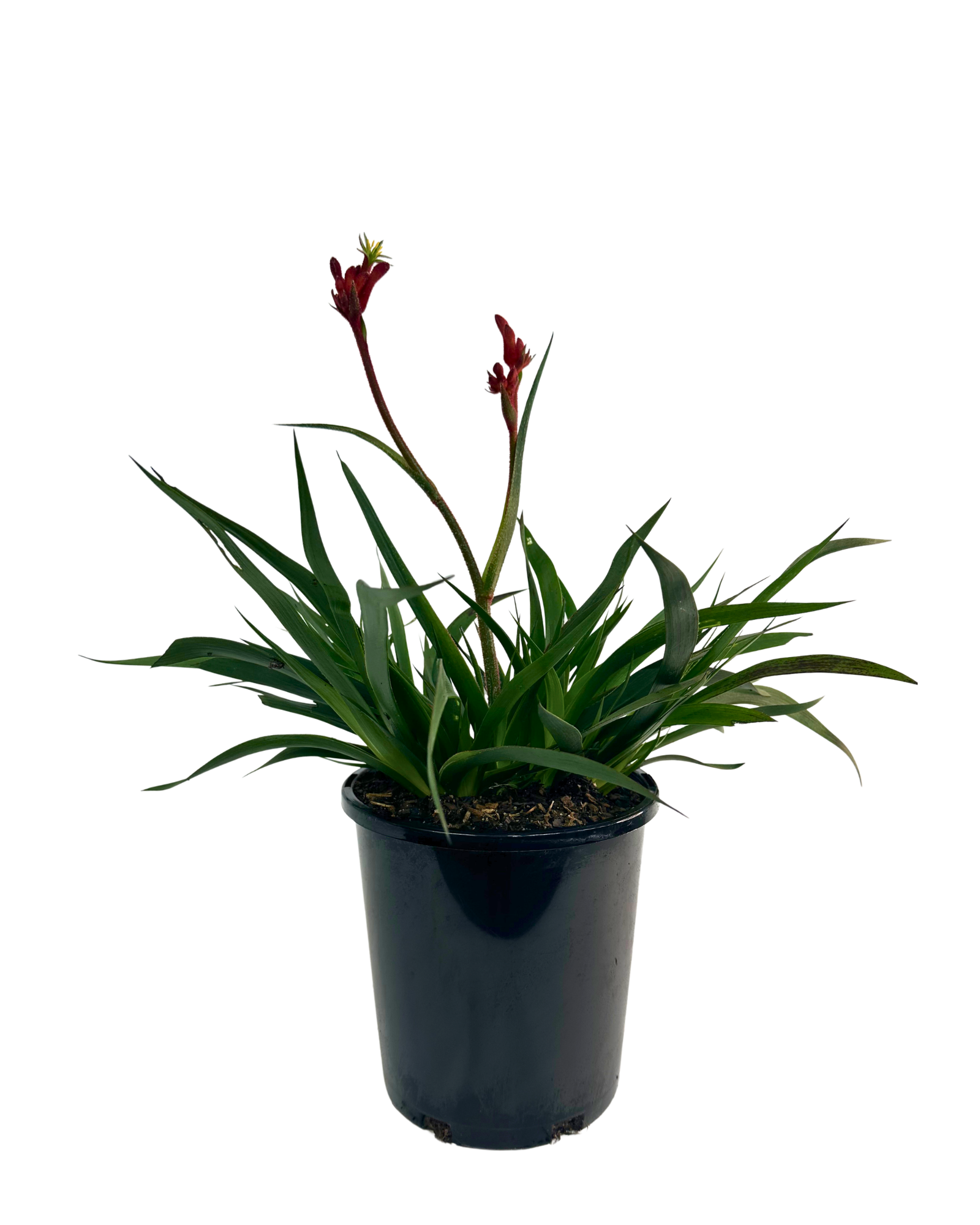 Kangaroo Paw - Anigozanthos Bush Inferno