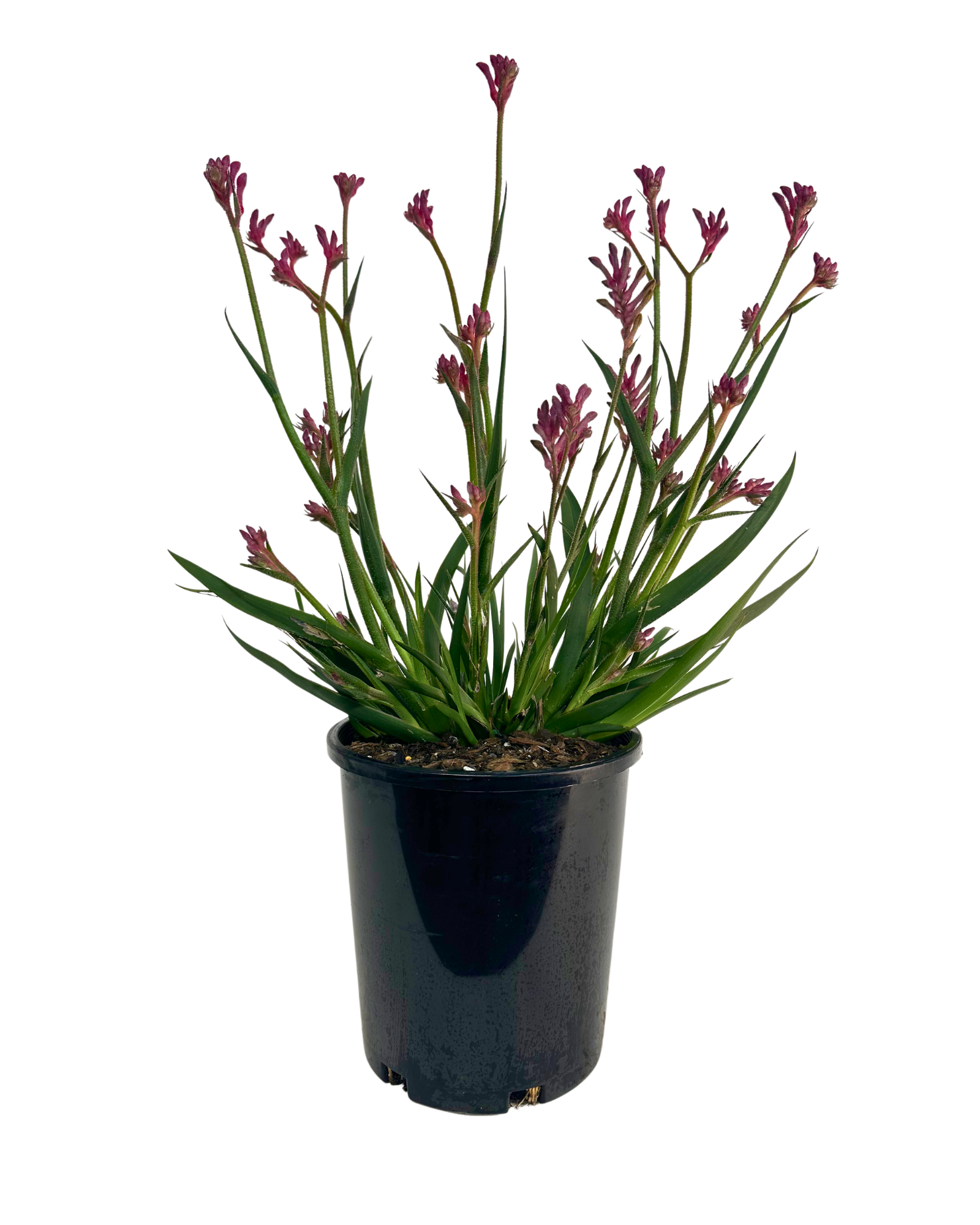 Kangaroo Paw - Anigozanthos Bush Pearl