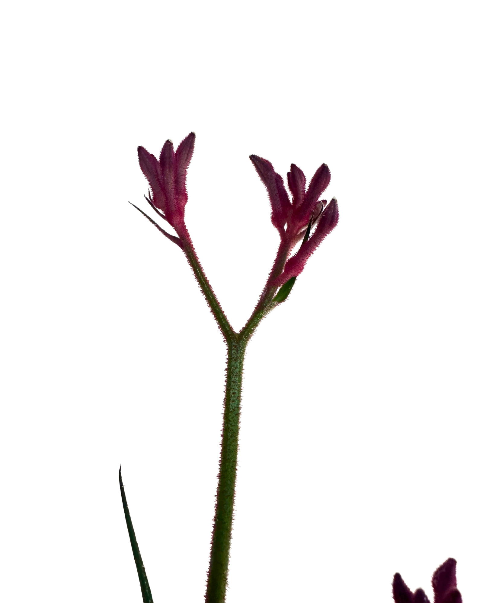 Kangaroo Paw - Anigozanthos Bush Pearl