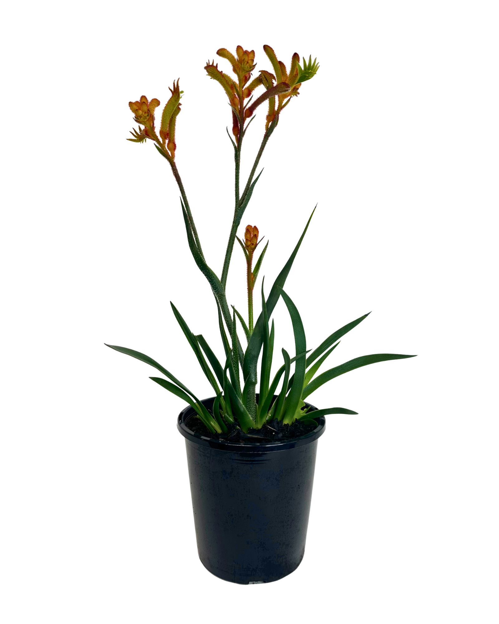 Kangaroo Paw - Anigozanthos Bush Princess