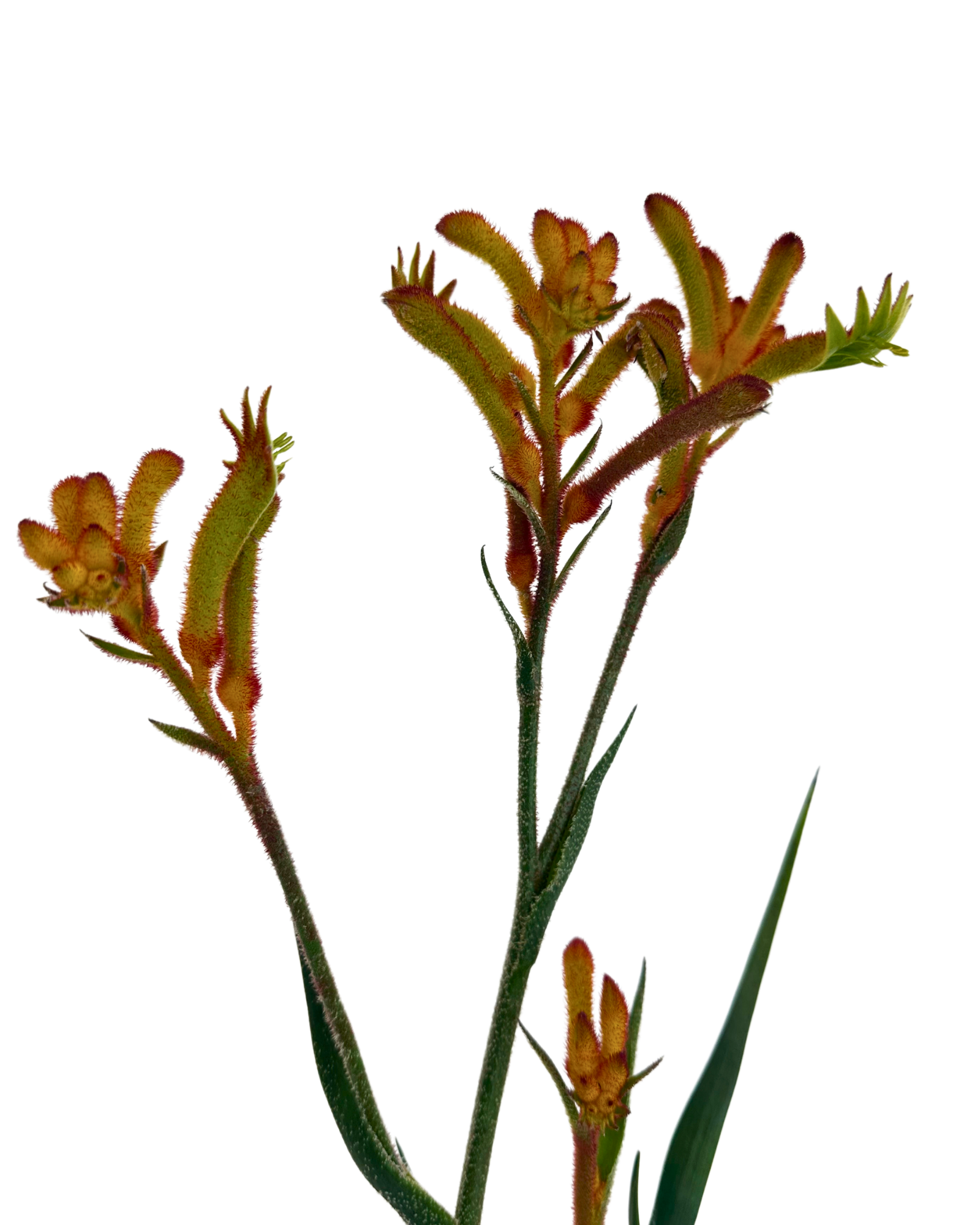 Kangaroo Paw - Anigozanthos Bush Princess