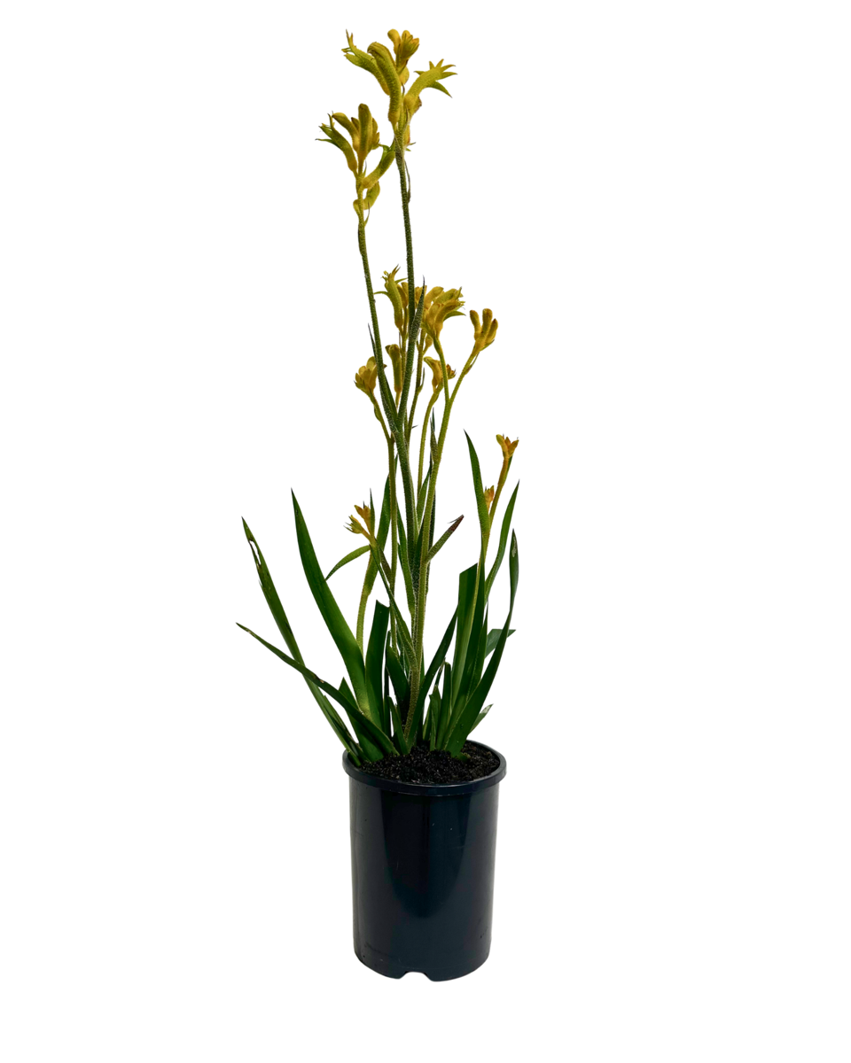 Kangaroo Paw - Anigozanthos Bush Sunburst