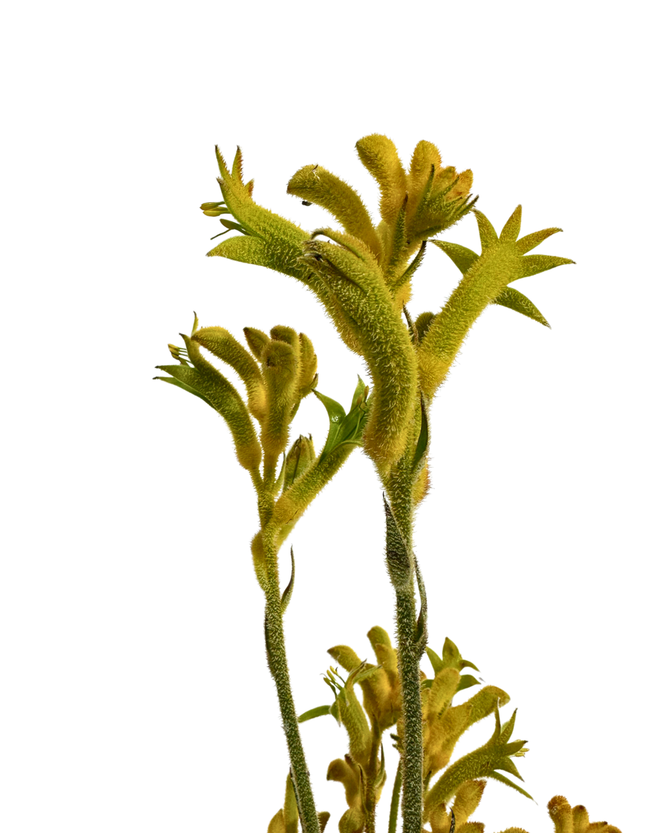 Kangaroo Paw - Anigozanthos Bush Sunburst