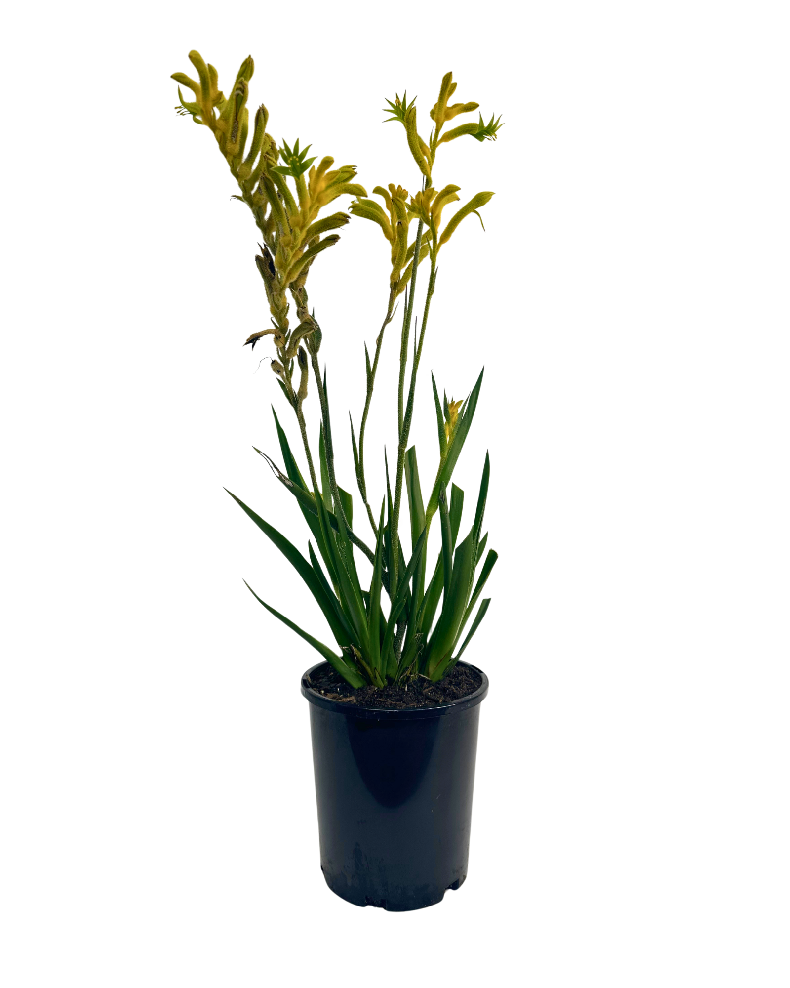 Kangaroo Paw - Anigozanthos Bush Sunburst