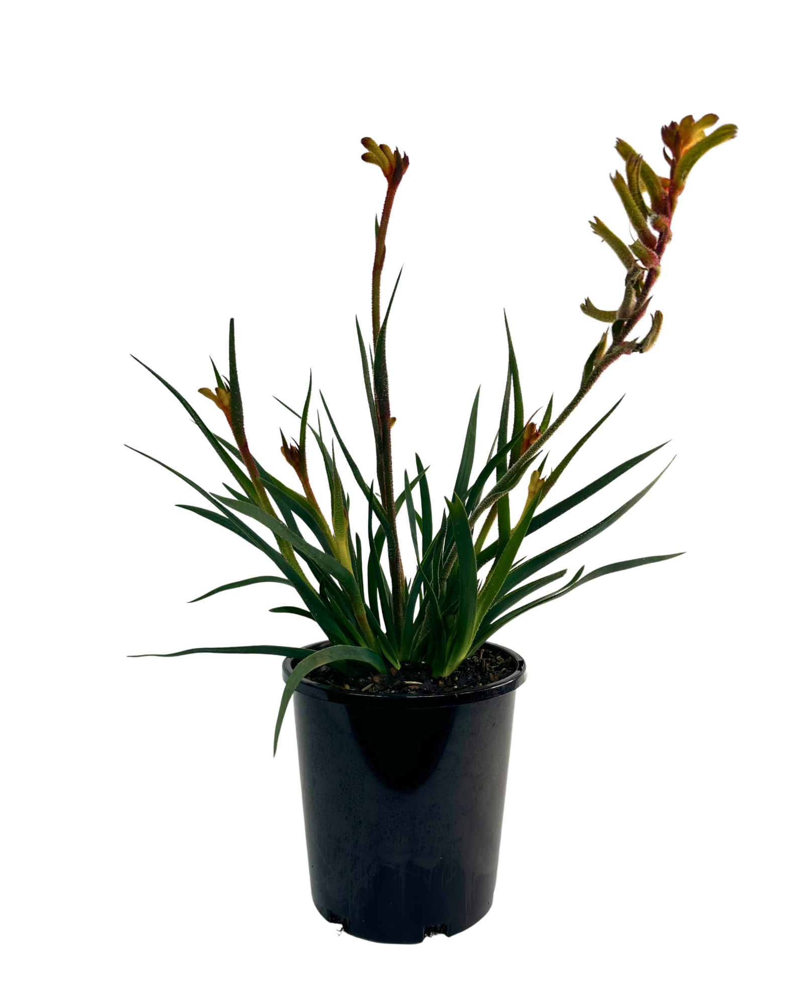 Kangaroo Paw - Anigozanthos Bush Tenacity
