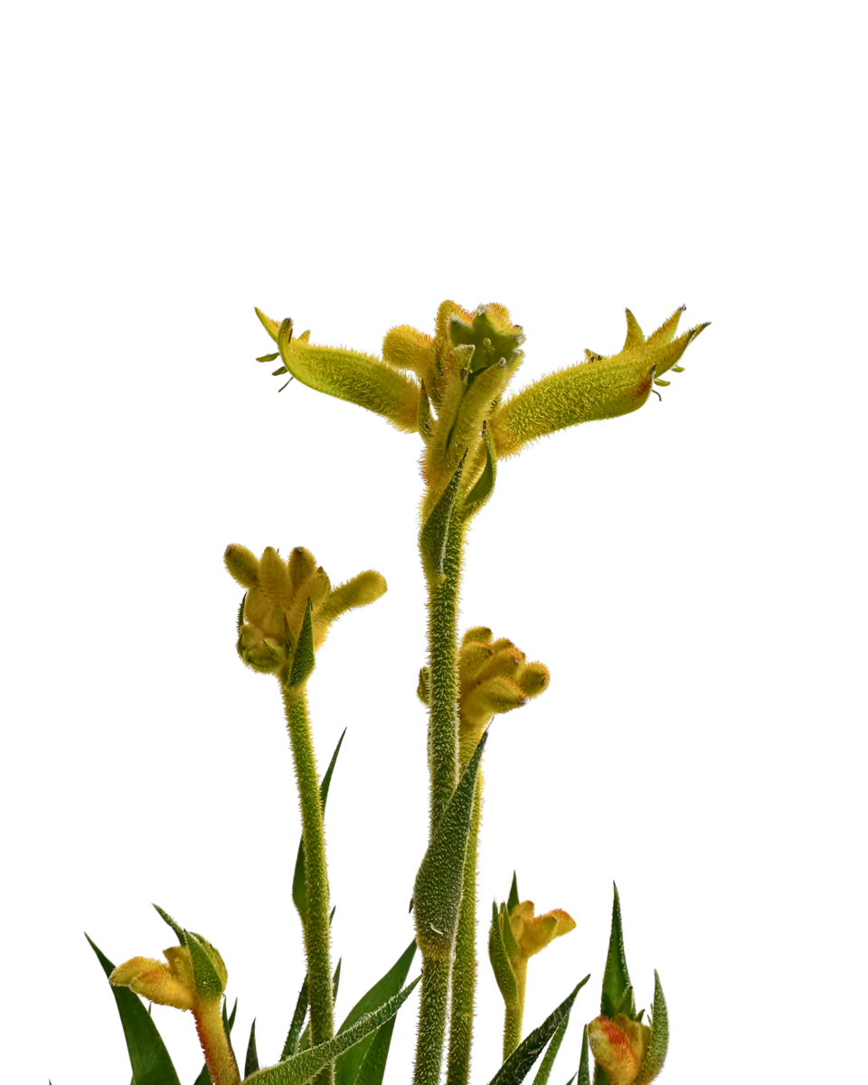 Kangaroo Paw - Anigozanthos Bush Zest
