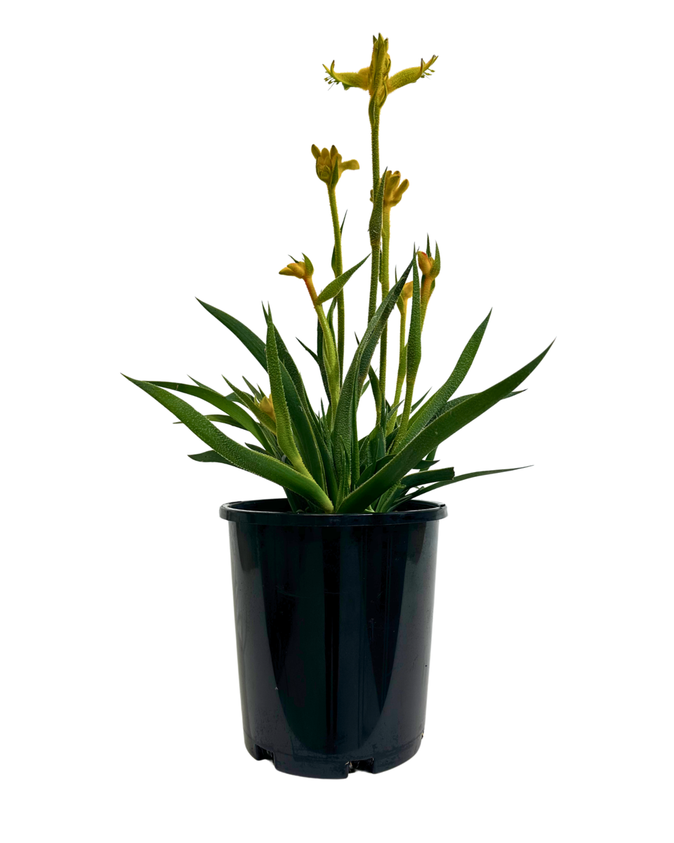 Kangaroo Paw - Anigozanthos Bush Zest