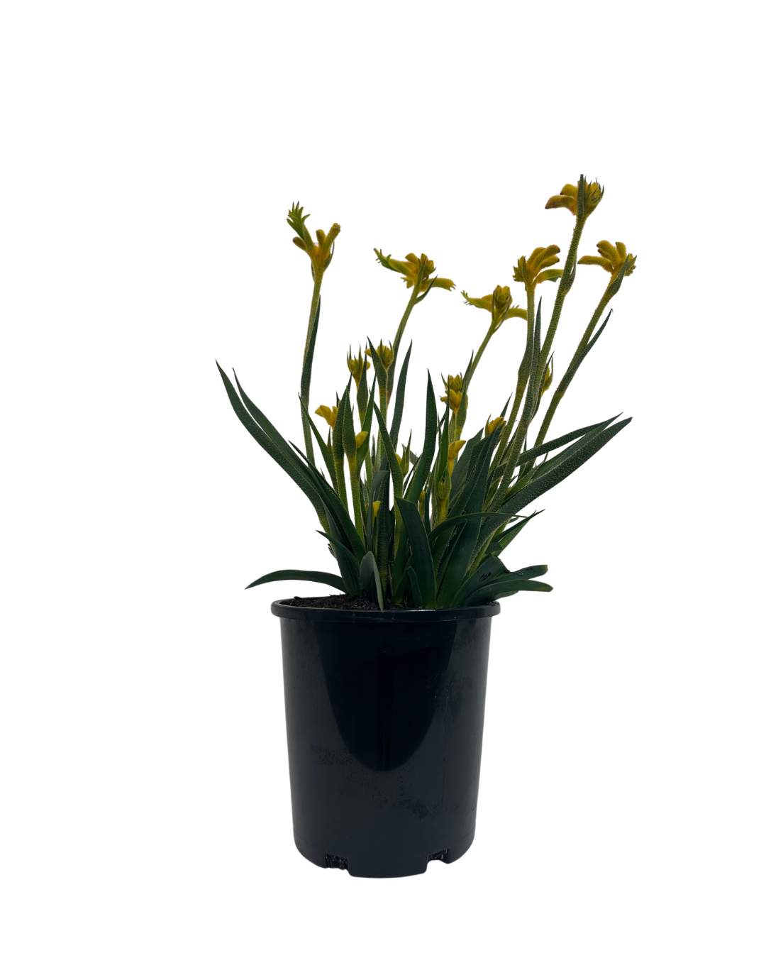Kangaroo Paw - Anigozanthos Bush Zest