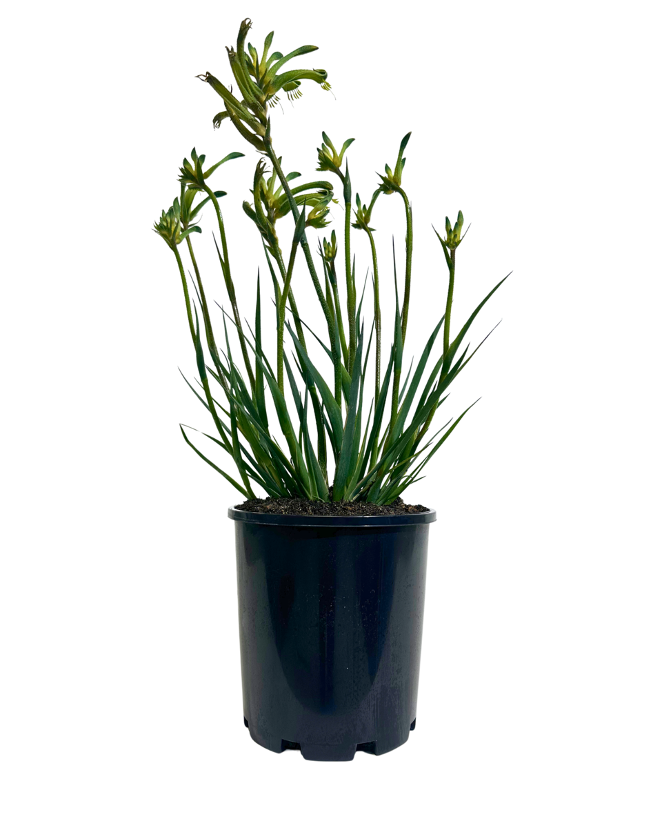Kangaroo Paw - Anigozanthos Celebrations Aussie Spirit