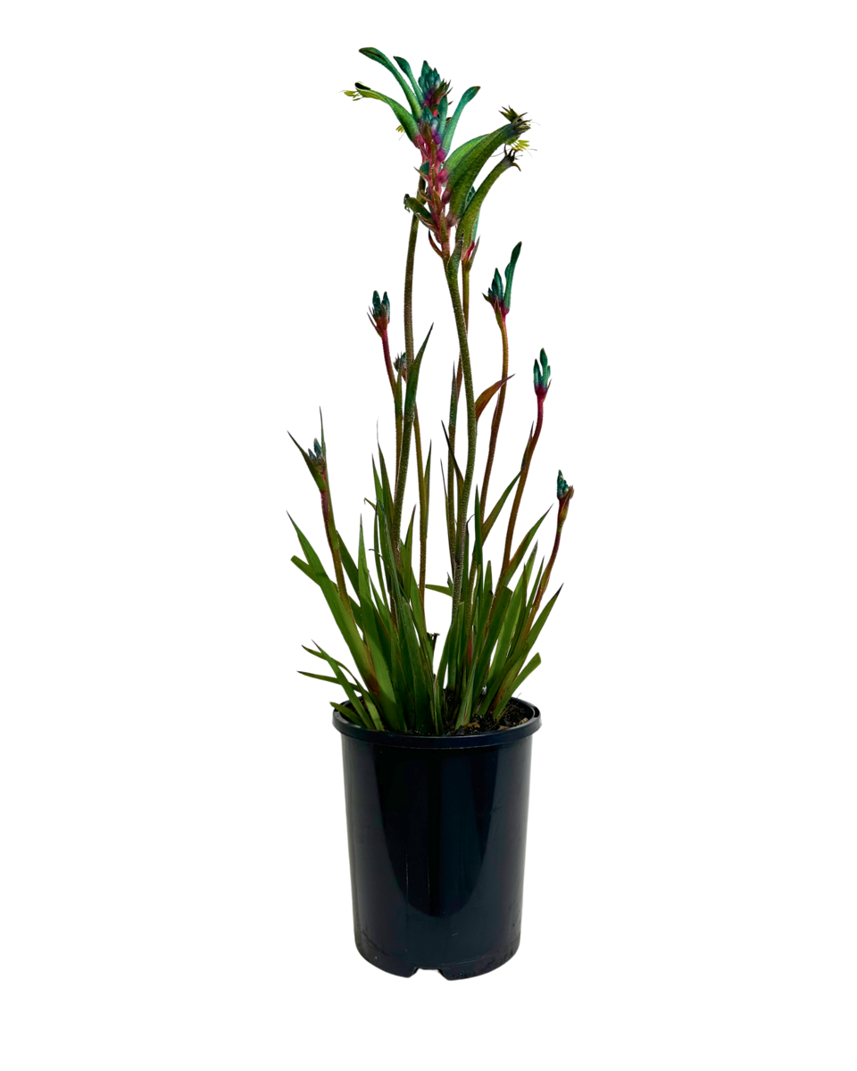 Kangaroo Paw - Anigozanthos Celebrations Fireworks