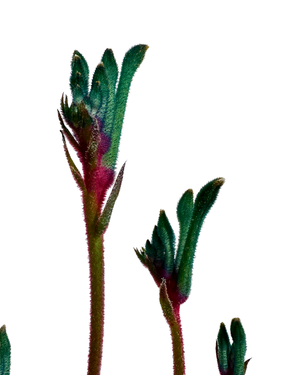 Kangaroo Paw - Anigozanthos Celebrations Fireworks