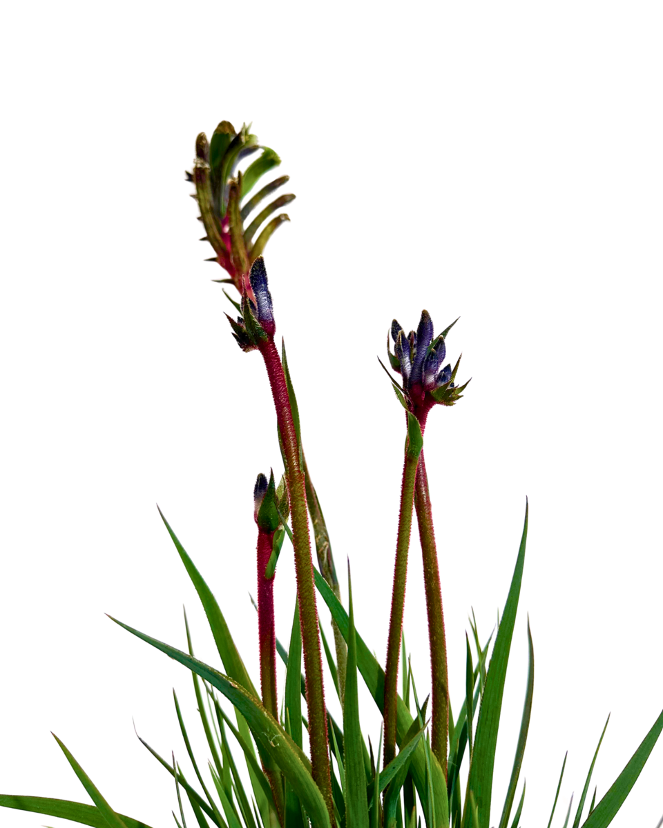 Kangaroo Paw - Anigozanthos Celebrations Jazz