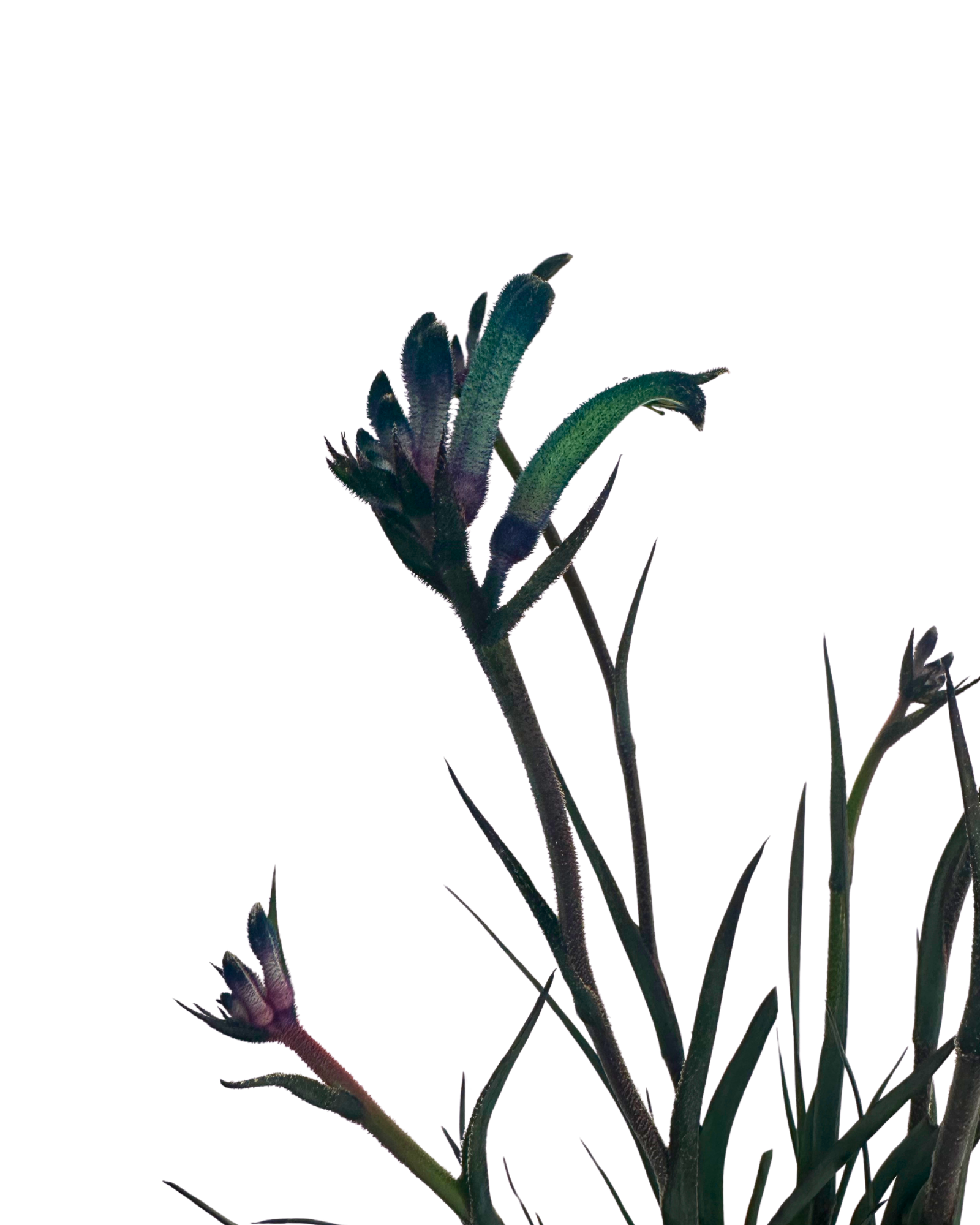 Kangaroo Paw - Anigozanthos Celebrations Masquerade