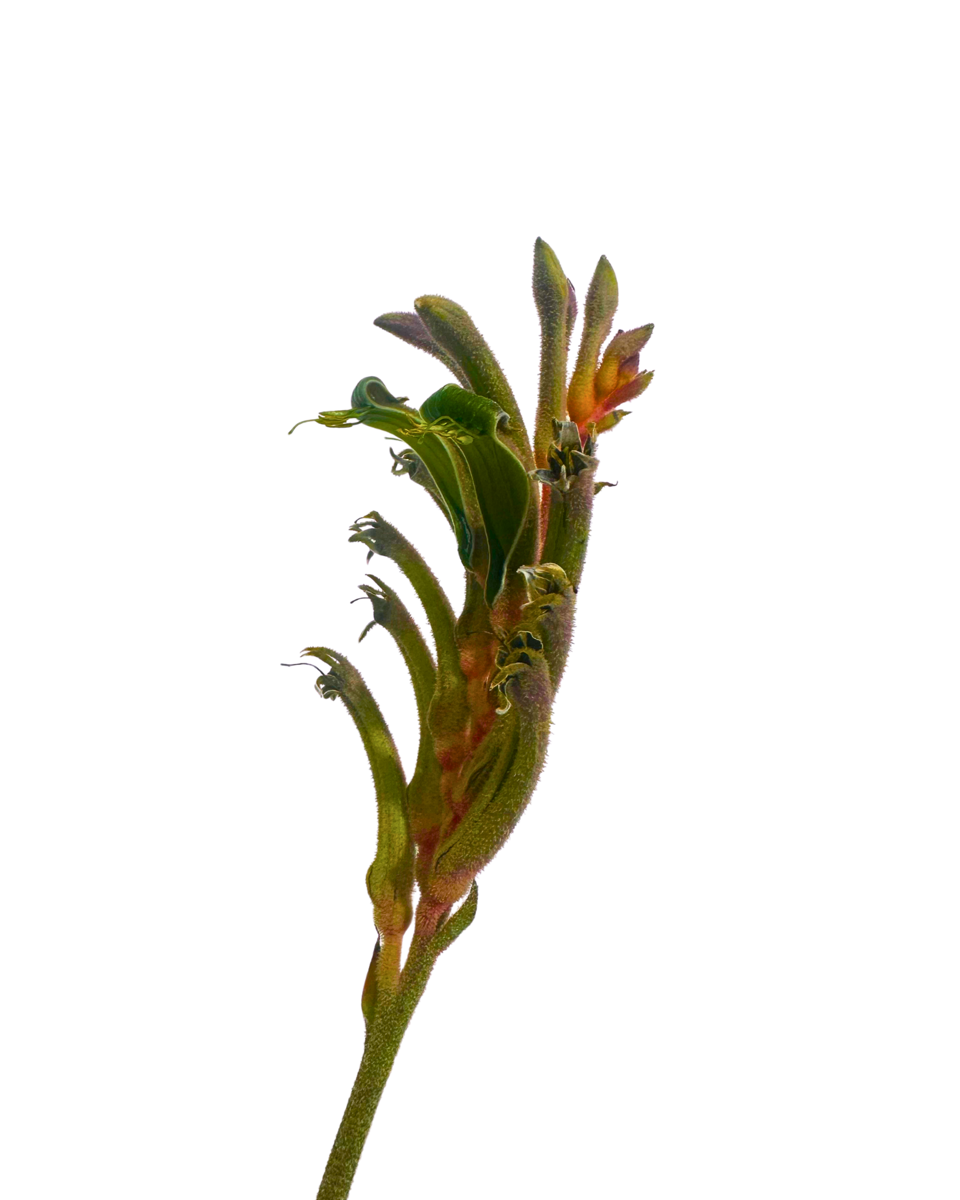 Kangaroo Paw - Anigozanthos Kings Park Royale