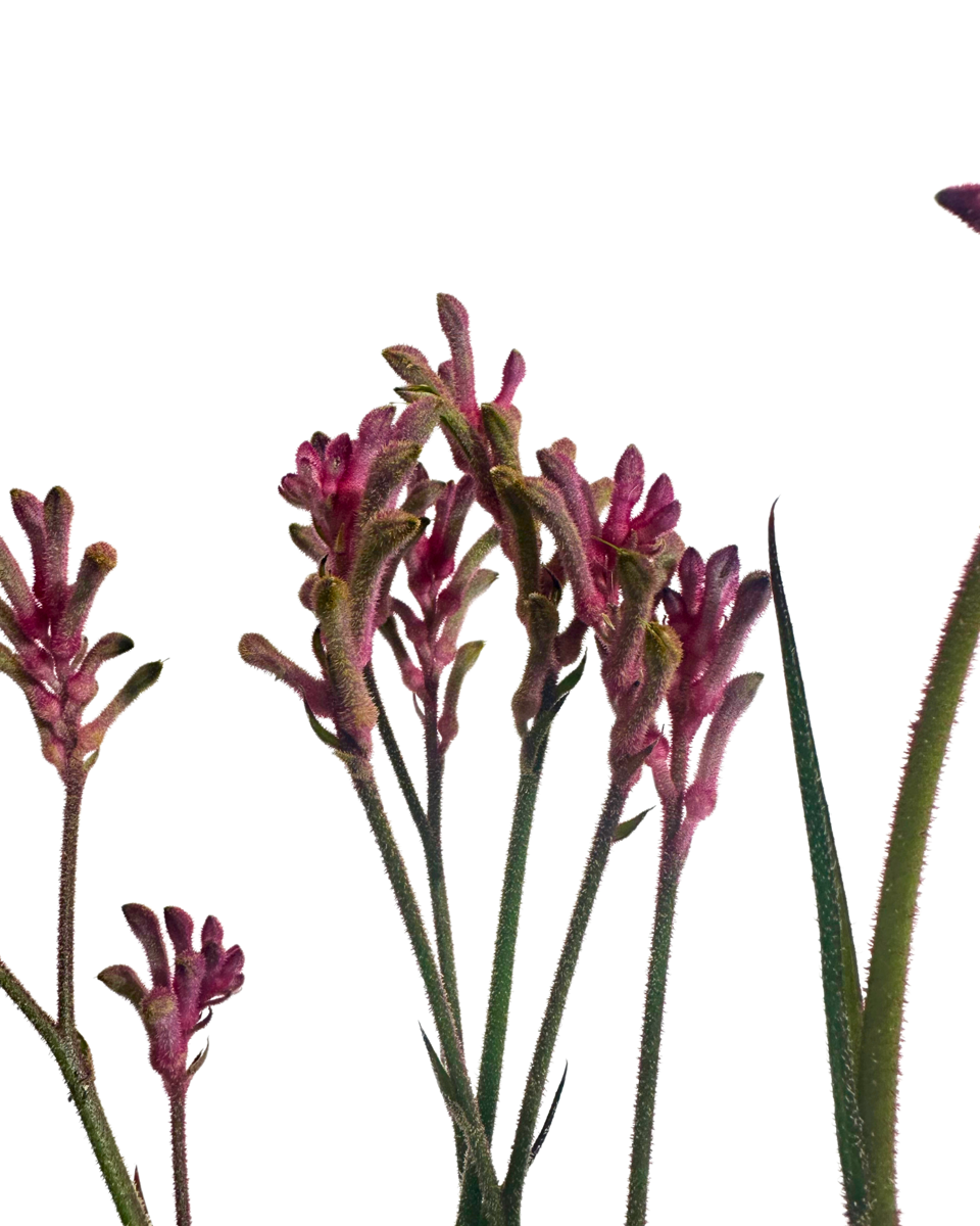 Kangaroo Paw - Anigozanthos Pink Beauty