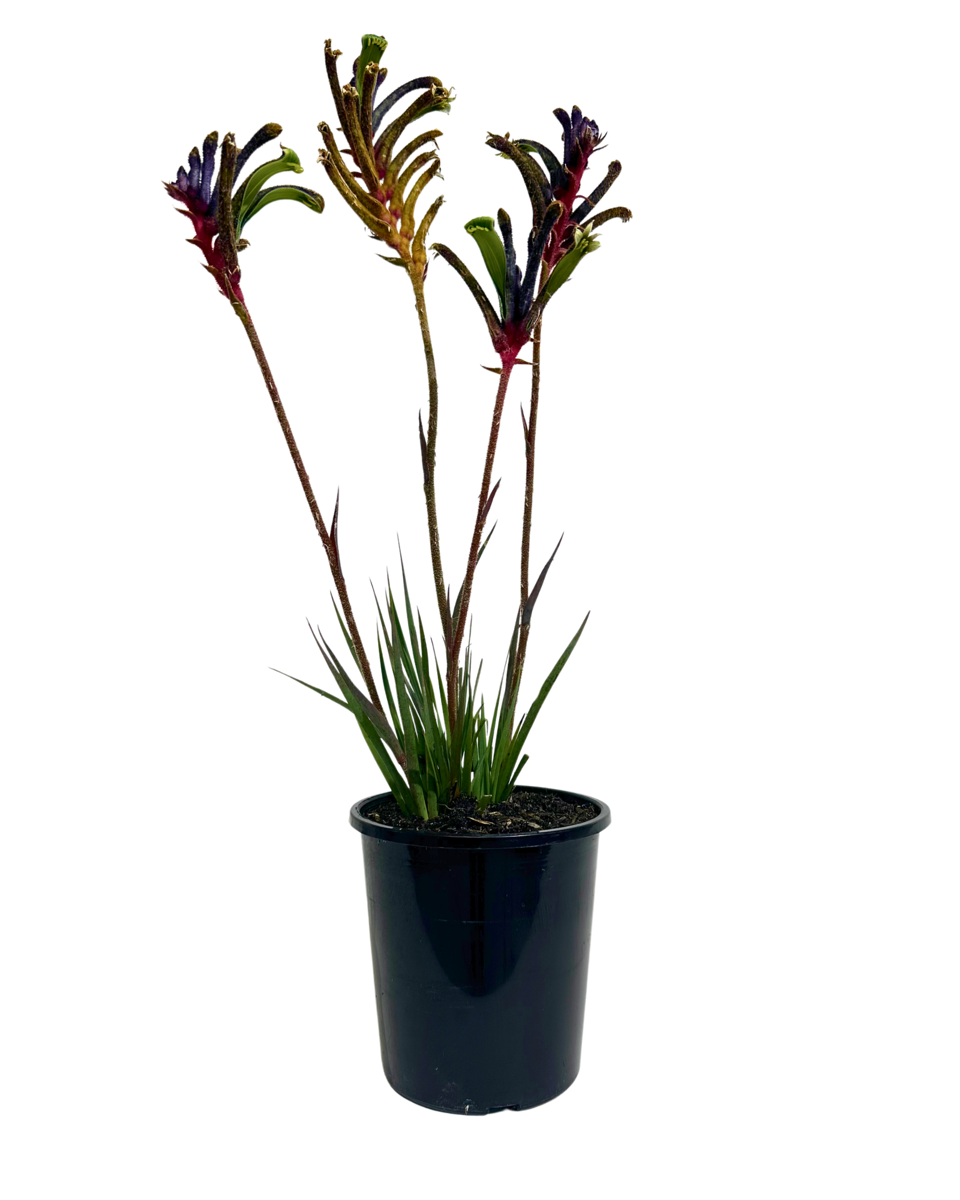 Kangaroo Paw - Anigozanthos Celebrations Jazz