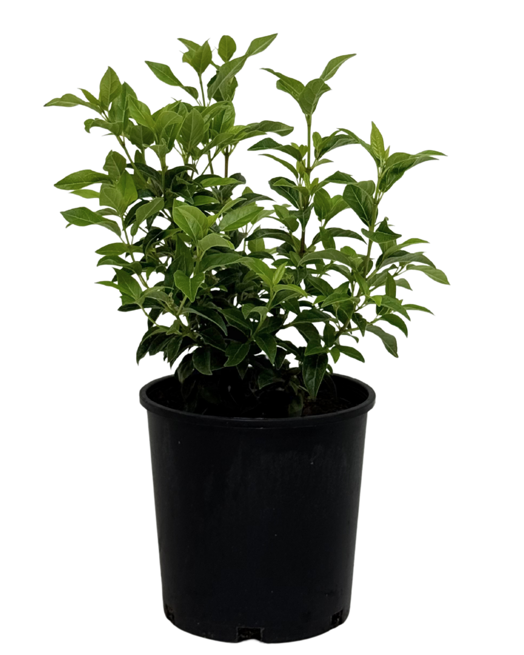Viburnum Tinus Anvi