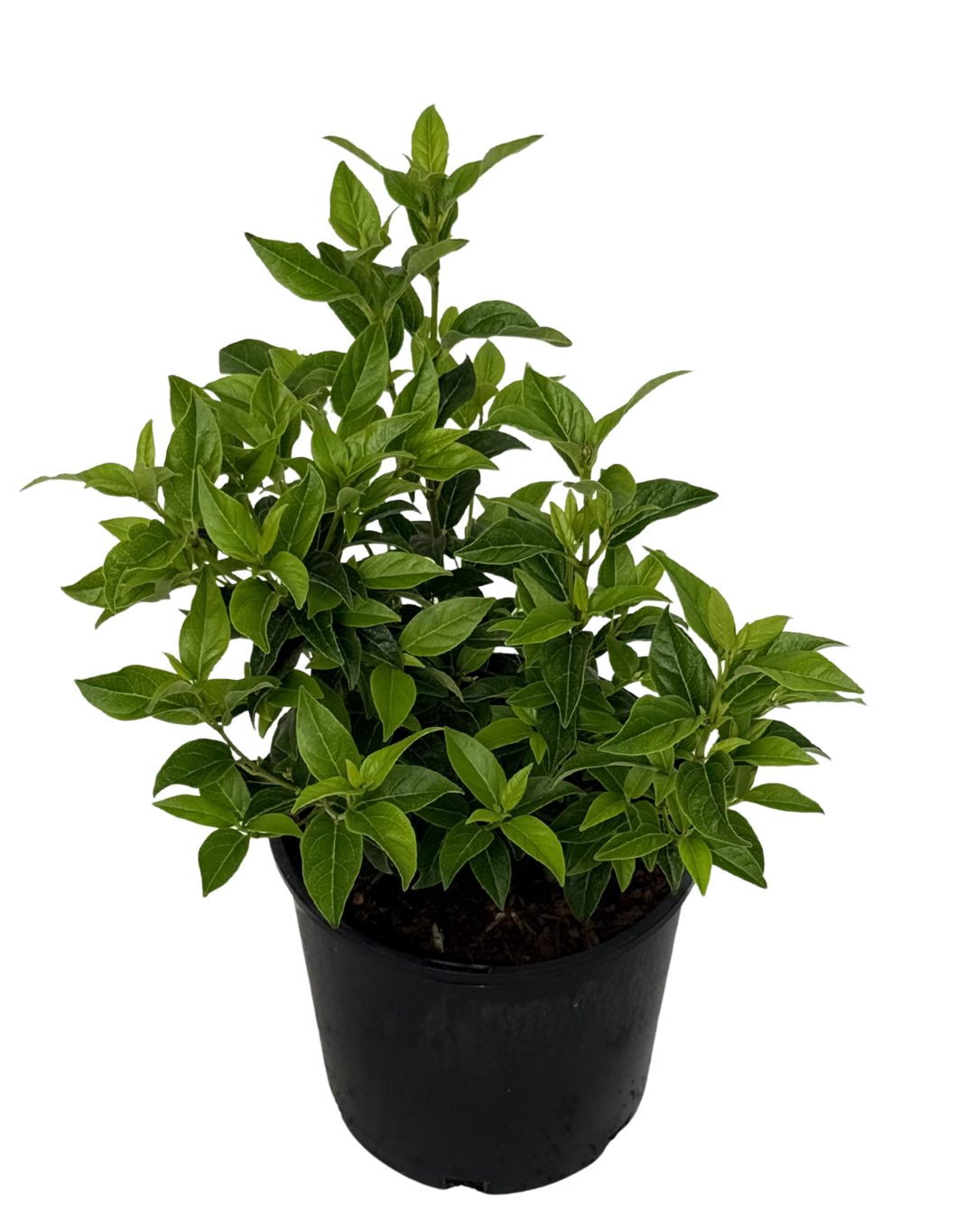 Viburnum Tinus Anvi