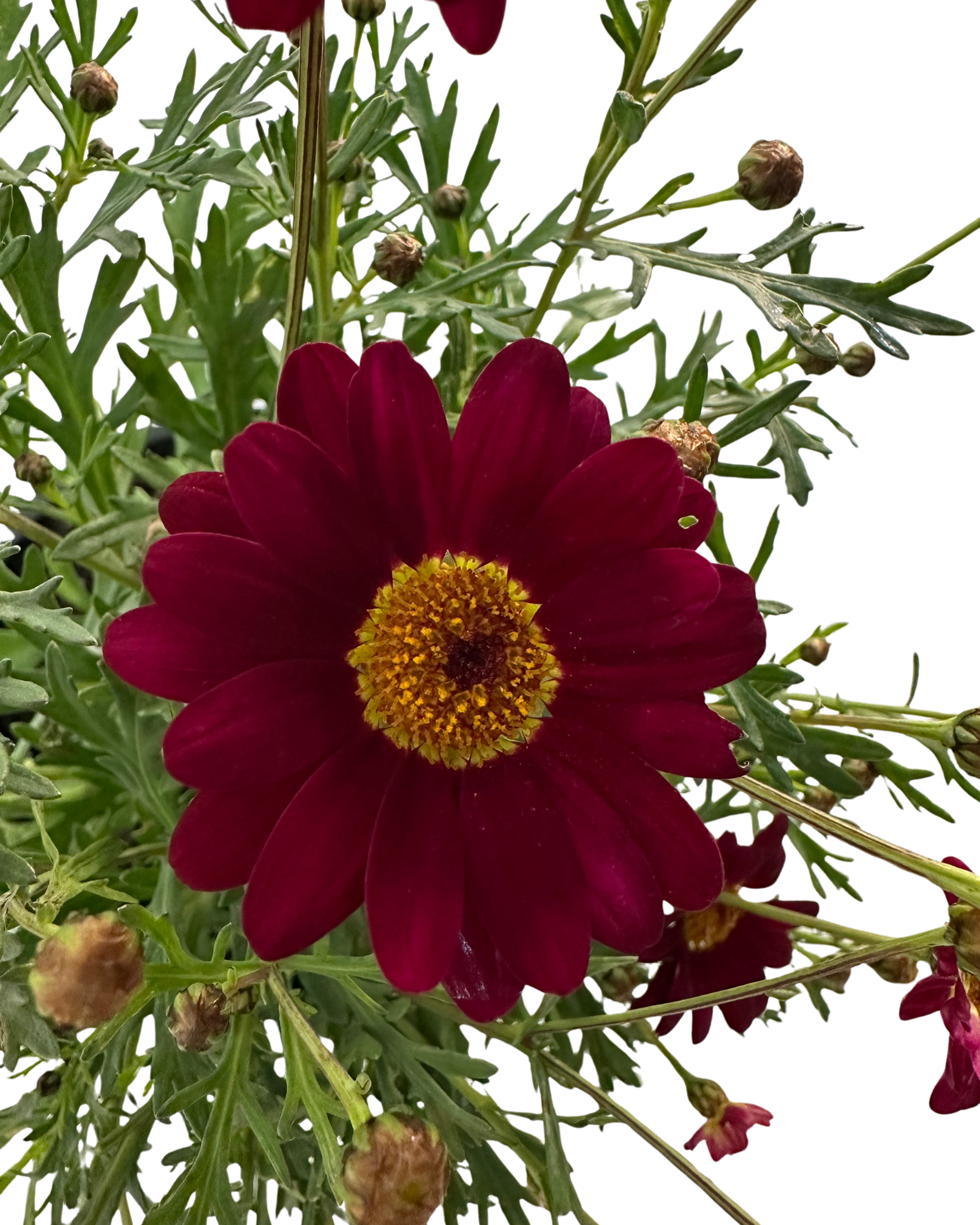 Federation Daisies - Argyranthemum Burgundy