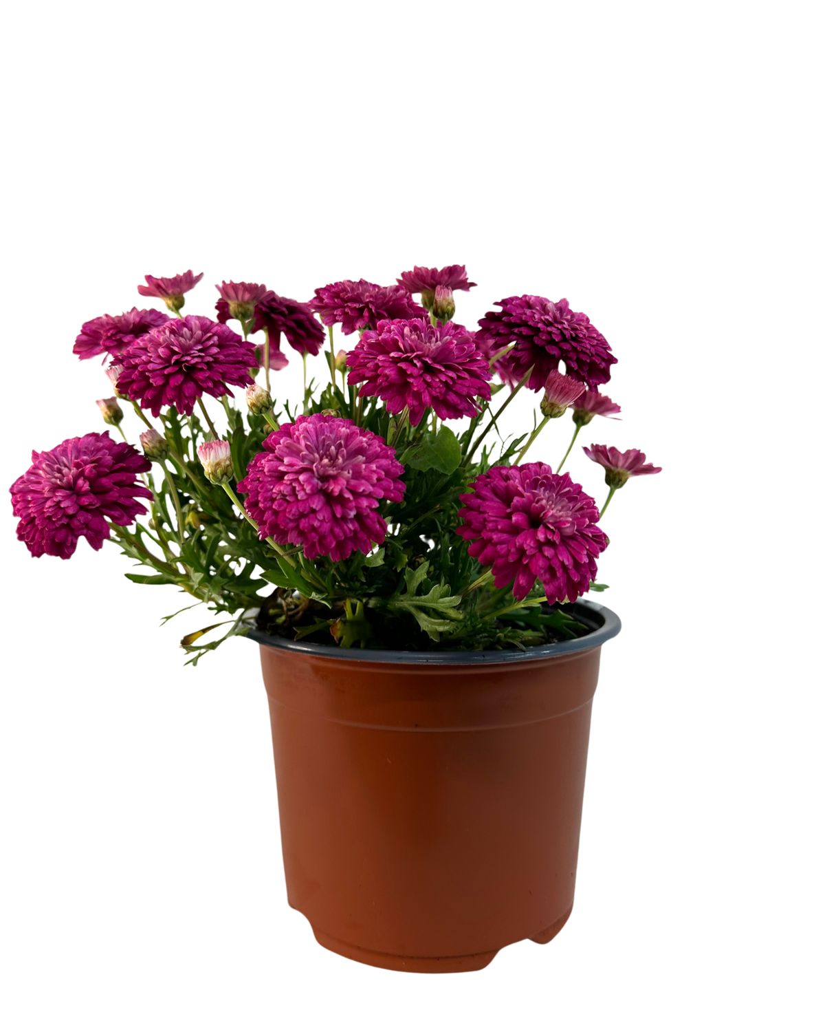 Argyranthemum Fancy Pom Pom