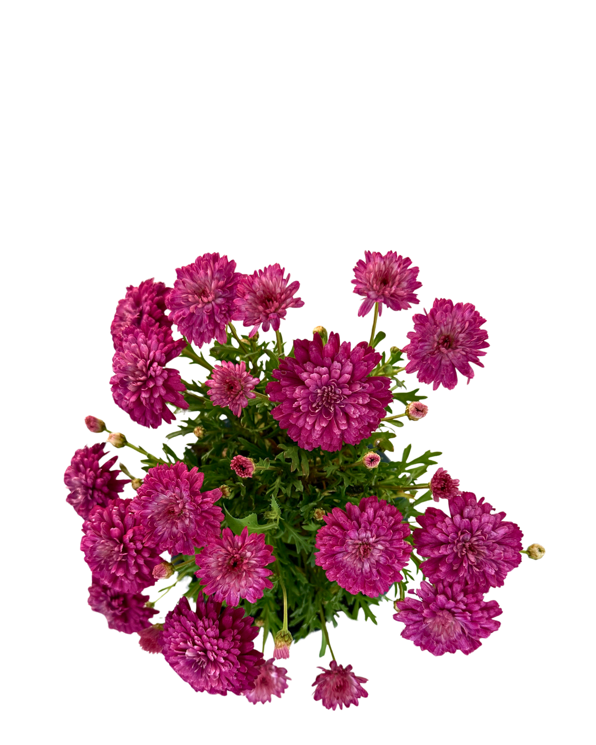 Argyranthemum Fancy Pom Pom