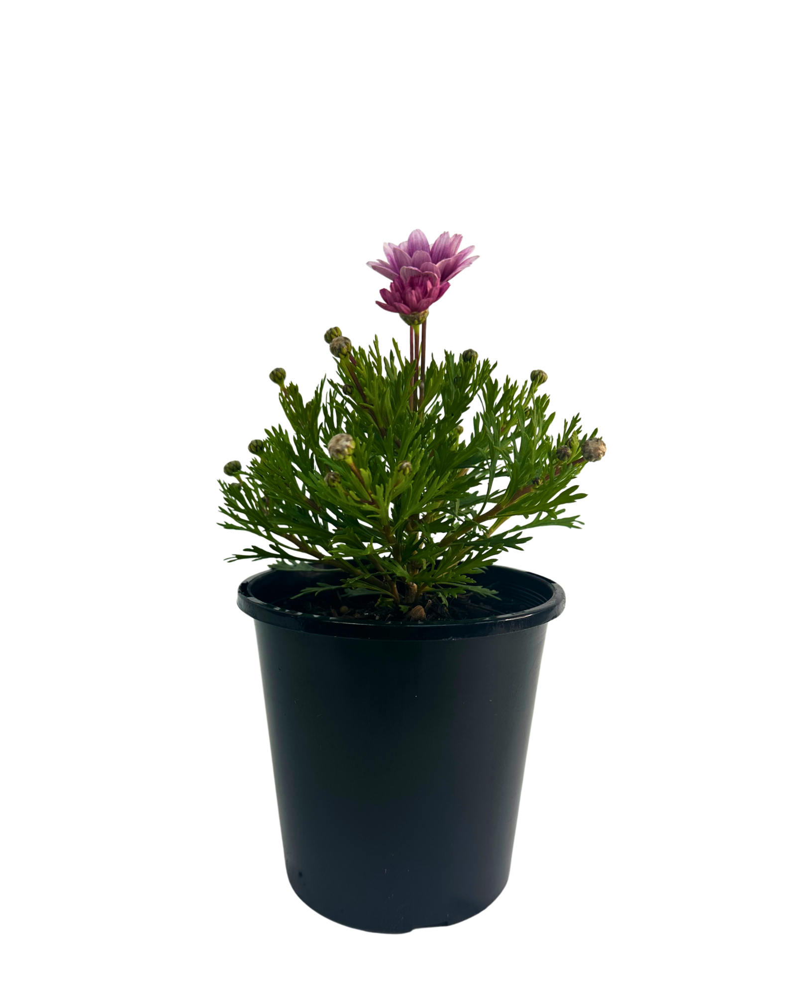 Federation Daisies - Argyranthemum Lollies Marshmallow
