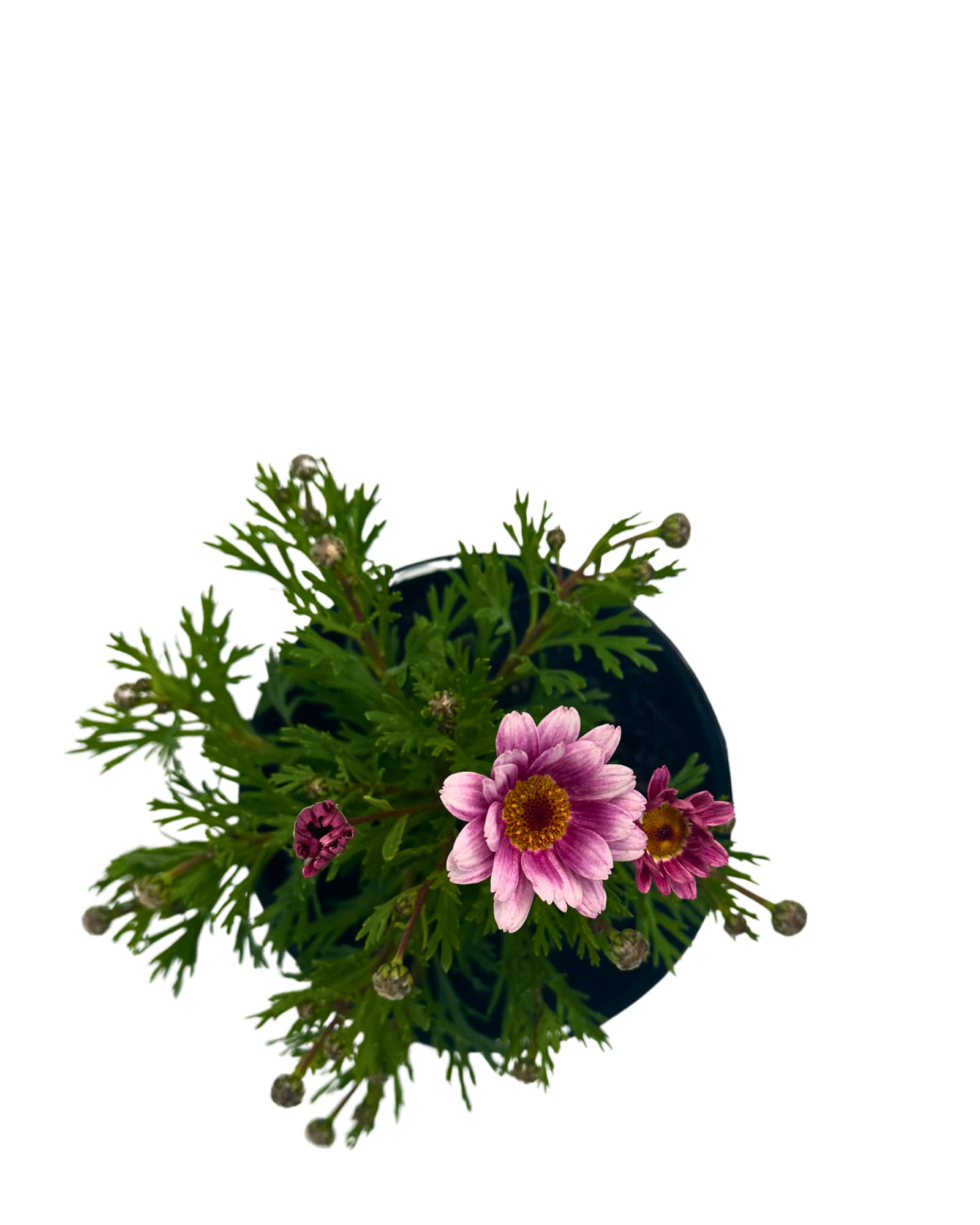Federation Daisies - Argyranthemum Lollies Marshmallow