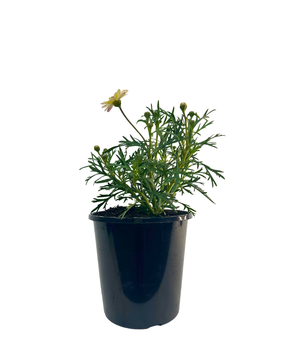 Argyranthemum Madeira Compact White