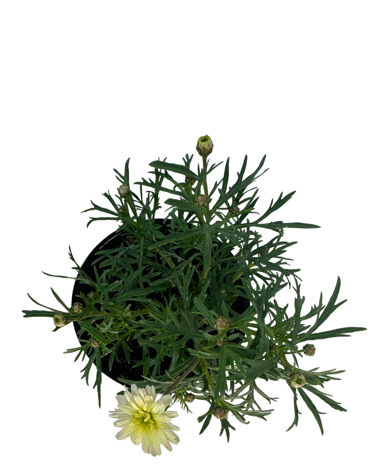 Argyranthemum Madeira Compact White