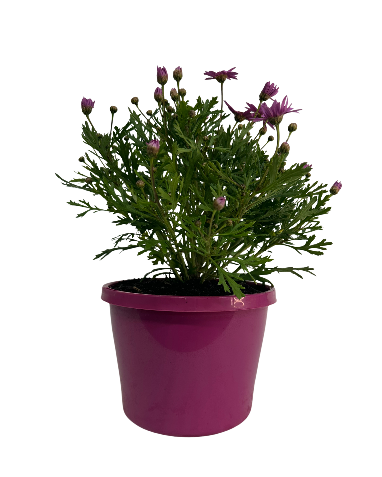 Argyranthemum Madeira Pink Crested