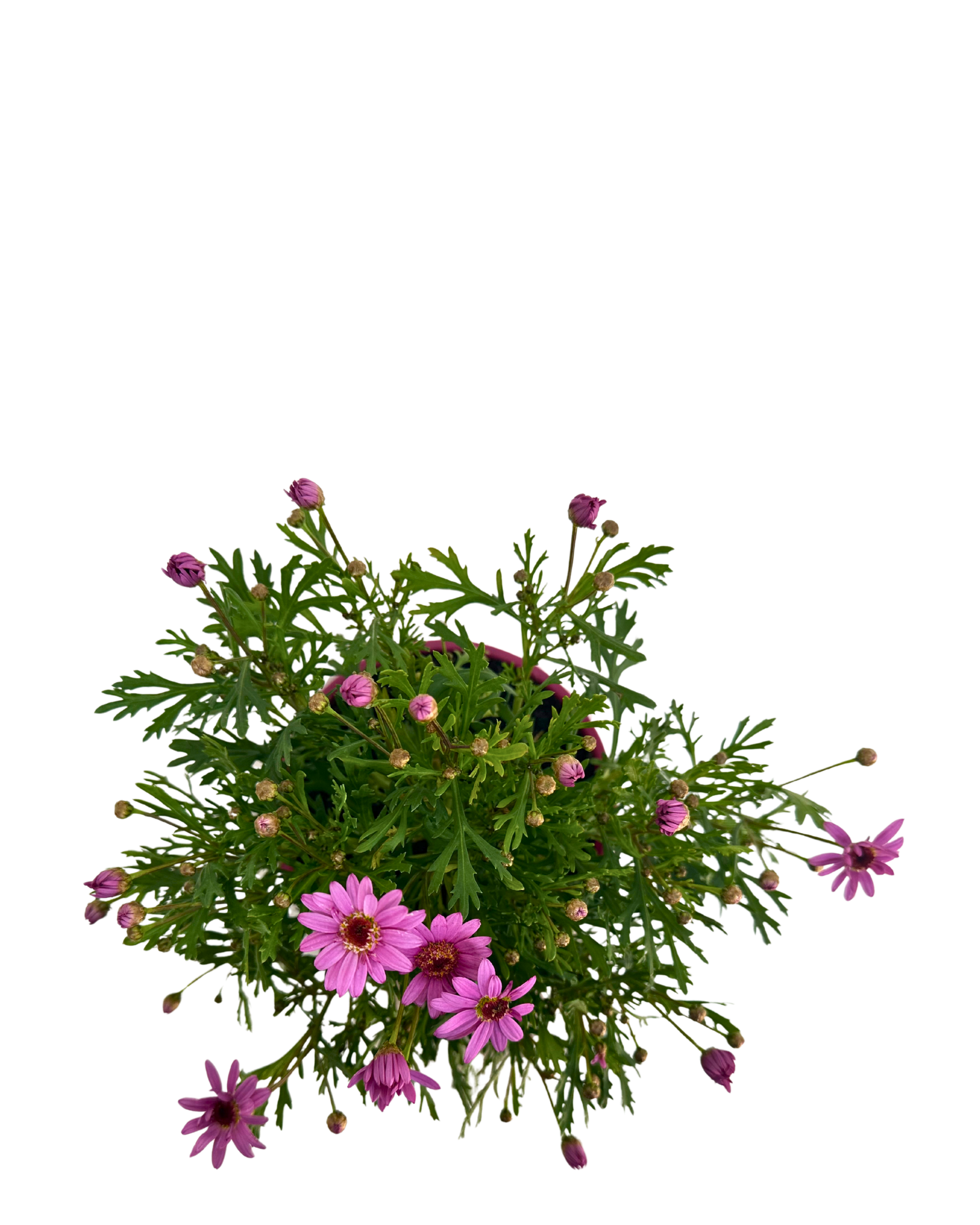 Argyranthemum Madeira Pink Crested