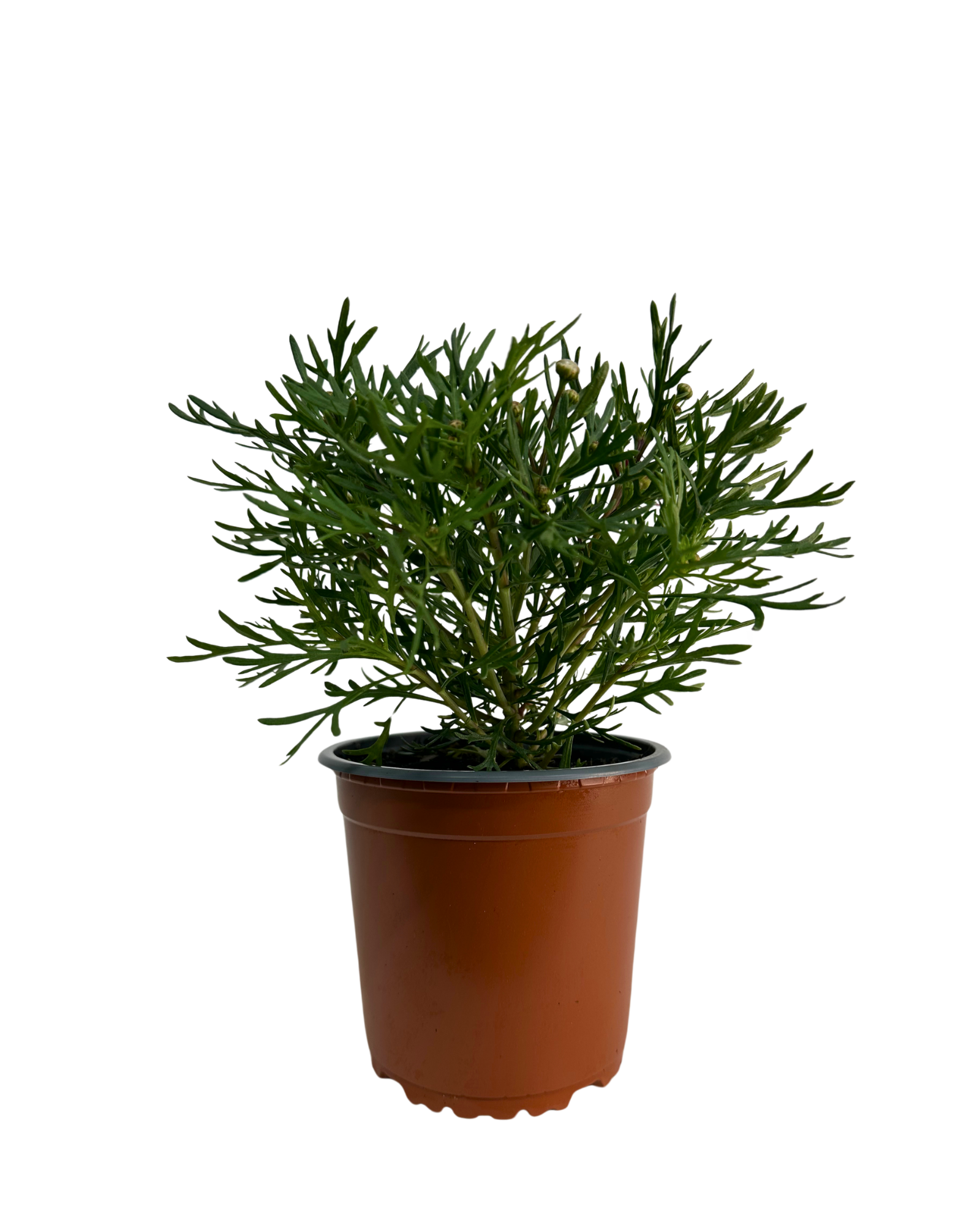 Argyranthemum Madeira Single Red