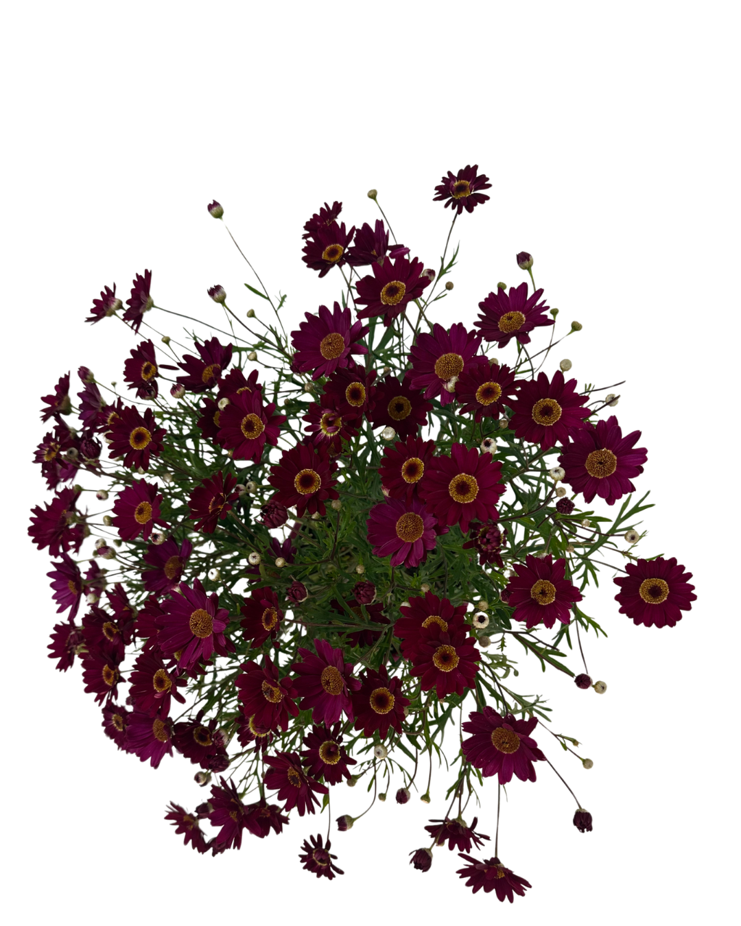 Argyranthemum Madeira Single Red