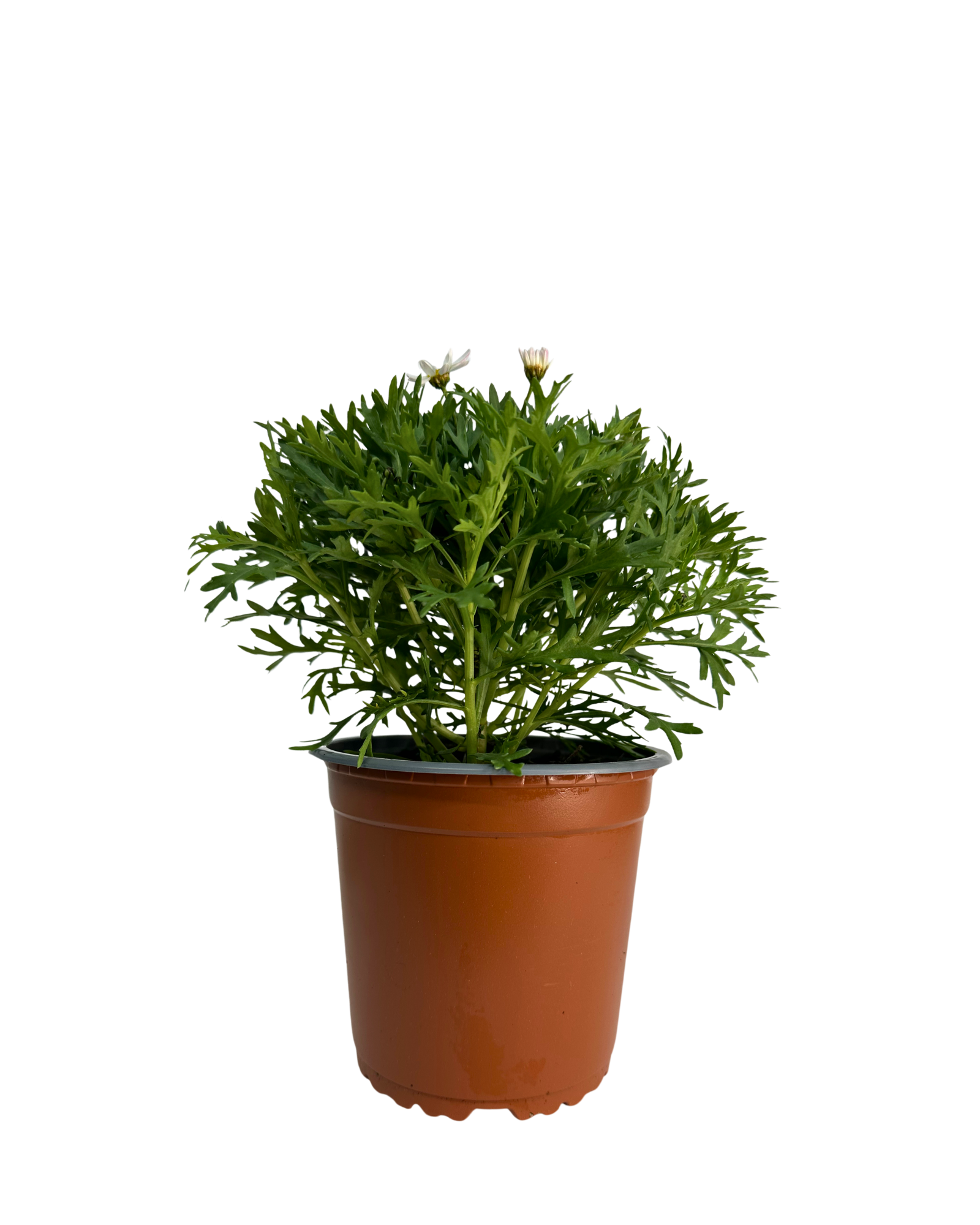 Argyranthemum Madeira Single White