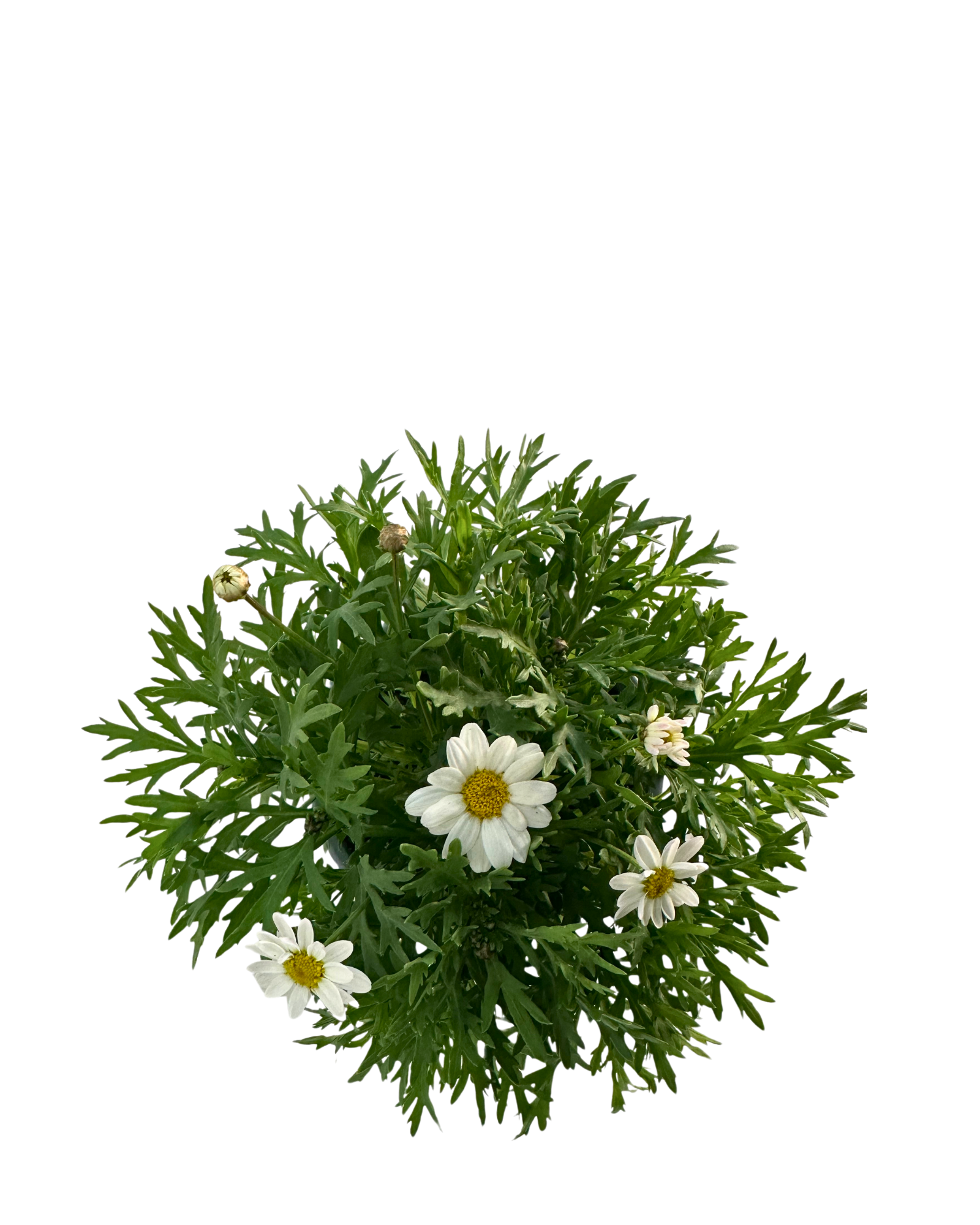 Argyranthemum Madeira Single White