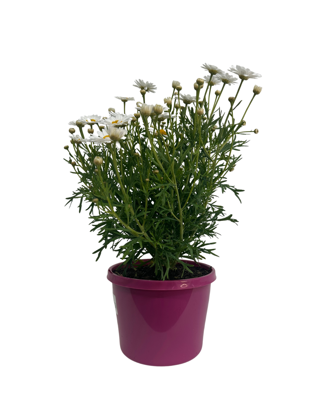 Federation Daisies - Argyranthemum Madeira Single White