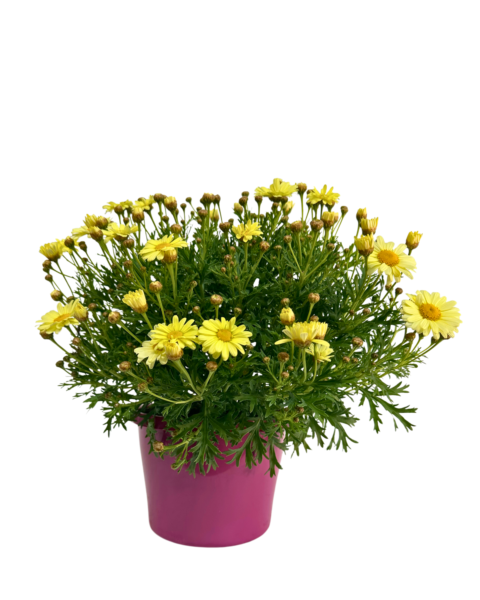 Federation Daisies - Argyranthemum Madeira Single Yellow