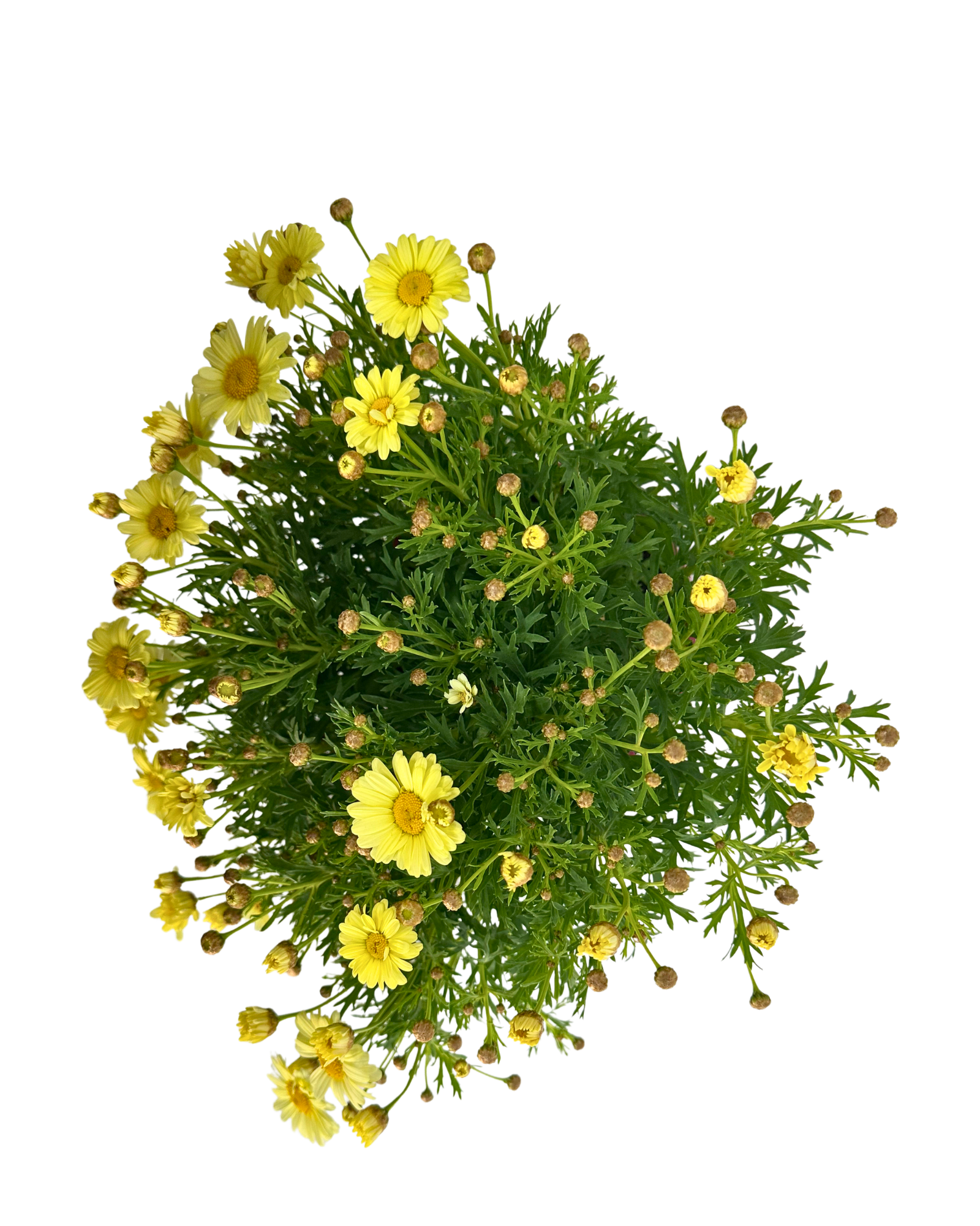 Federation Daisies - Argyranthemum Madeira Single Yellow