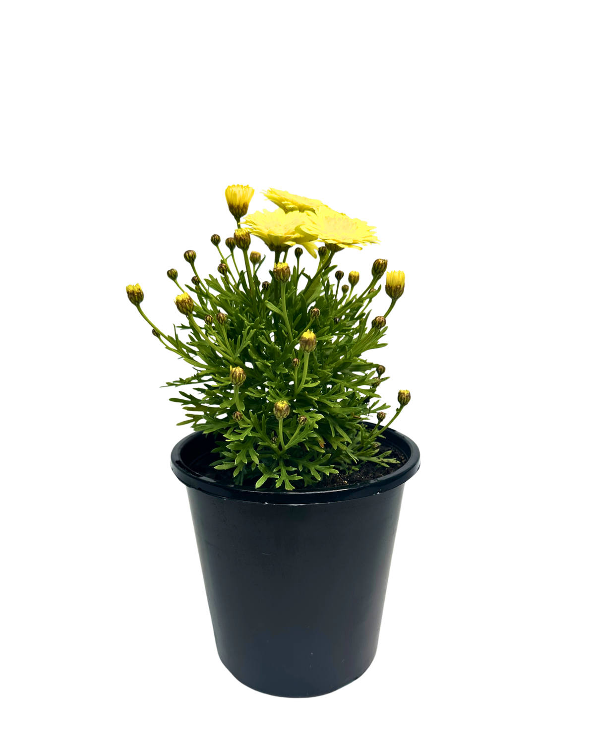 Argyranthemum Maize