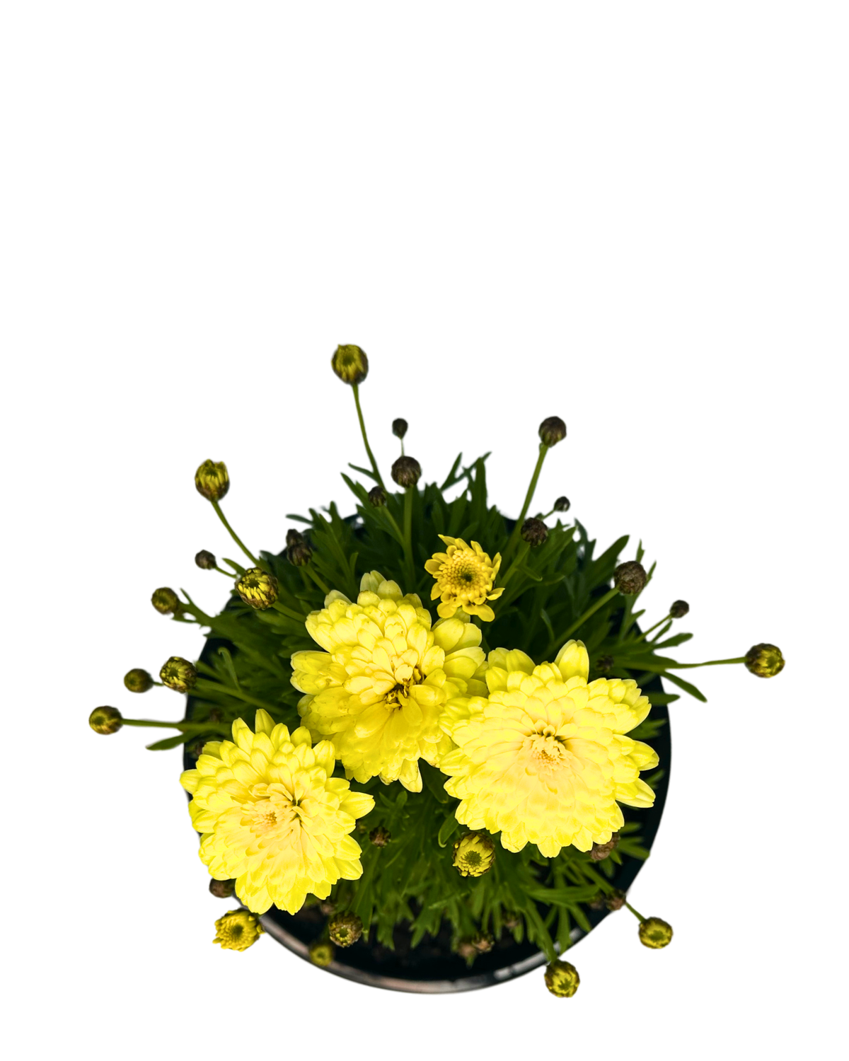 Argyranthemum Maize